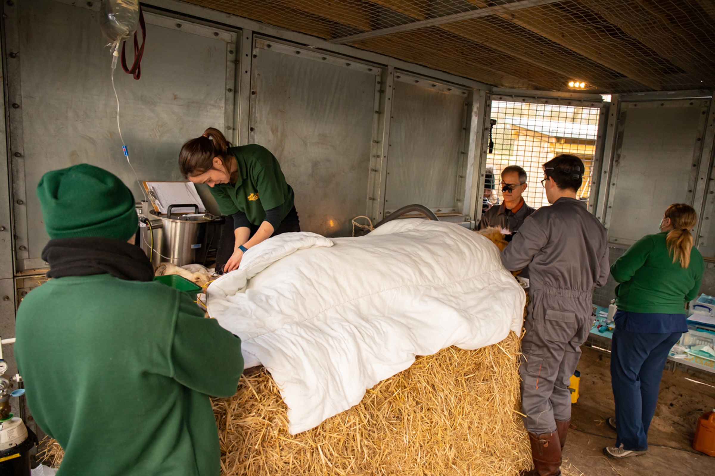 Kuzma the tiger receives dental treatment at Knowsley Safari