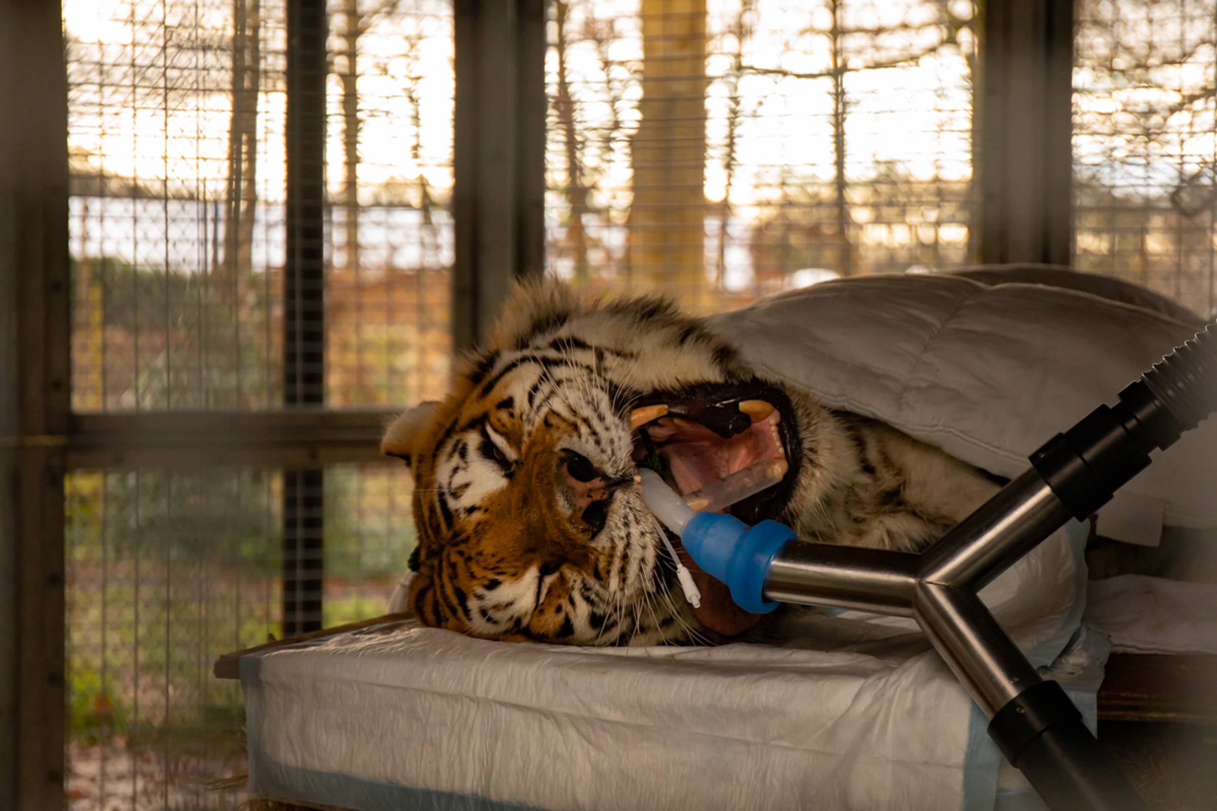 Kuzma the tiger receives dental treatment at Knowsley Safari