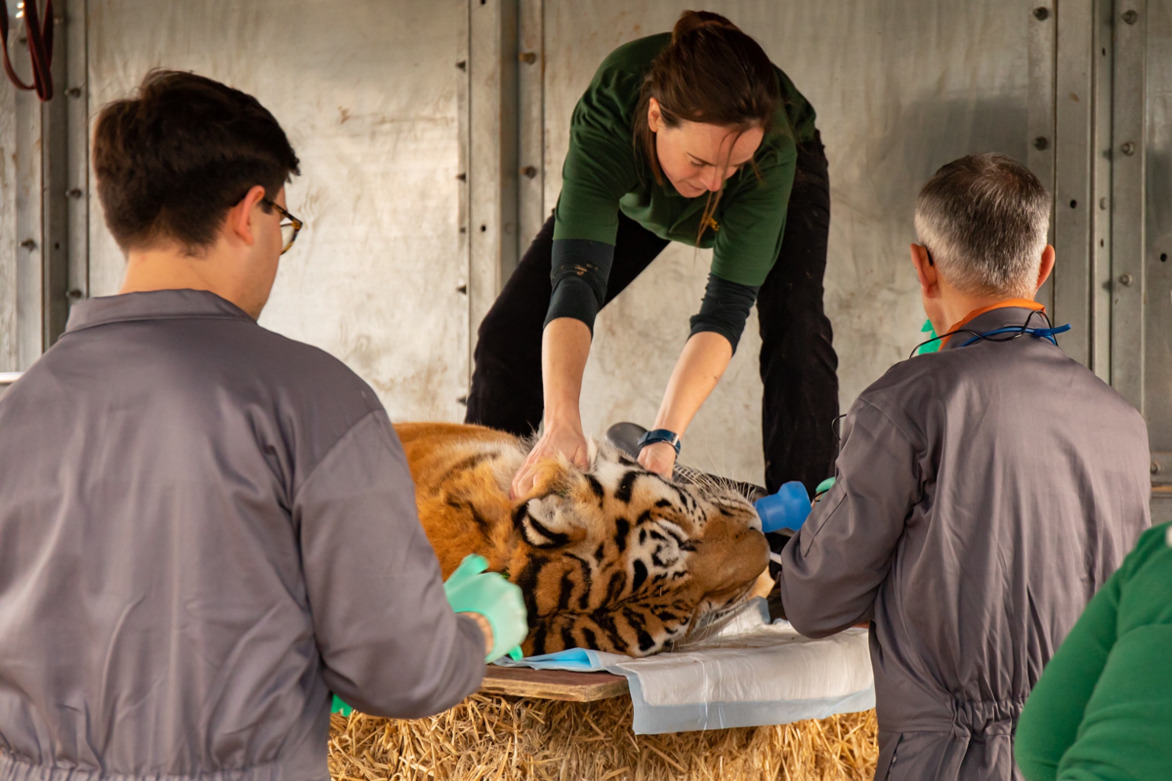 Kuzma the tiger receives dental treatment at Knowsley Safari