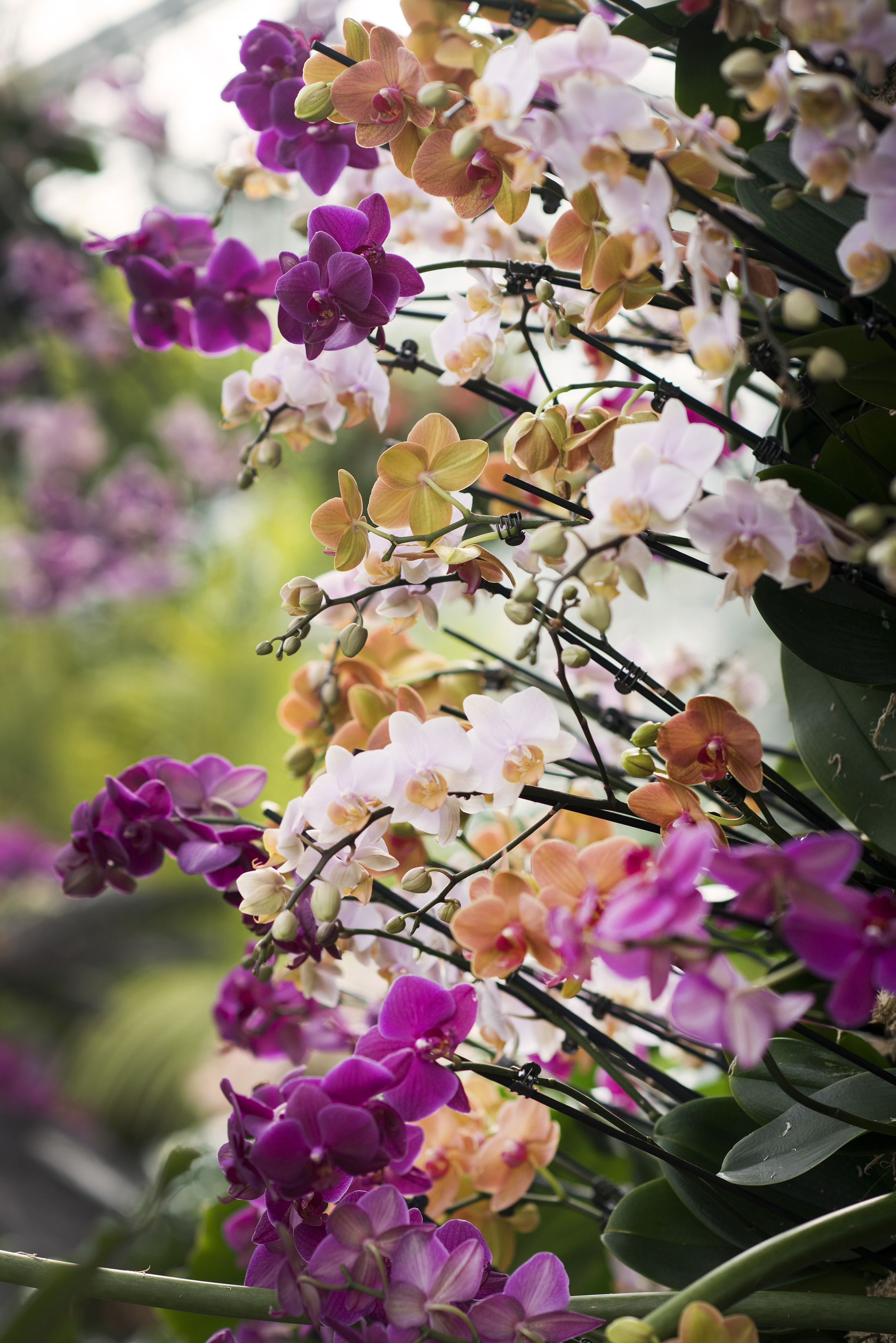 Orchid mania at Kew Gardens Orchid Festival (Jeff Eden/Royal Botanic Gardens Kew/PA)