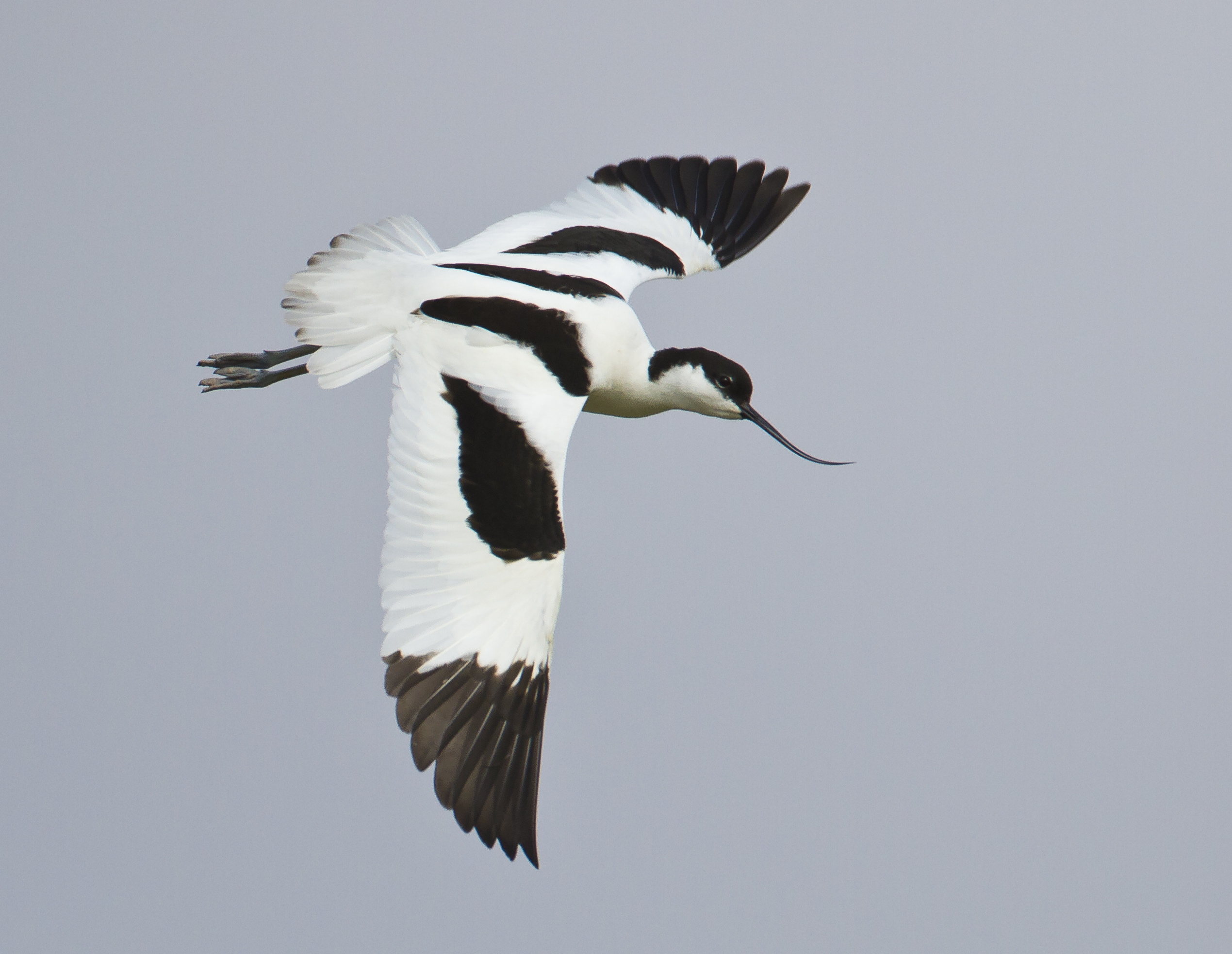 The avocet is the symbol of the RSPB, which welcomed the designations (Natural England/PA)