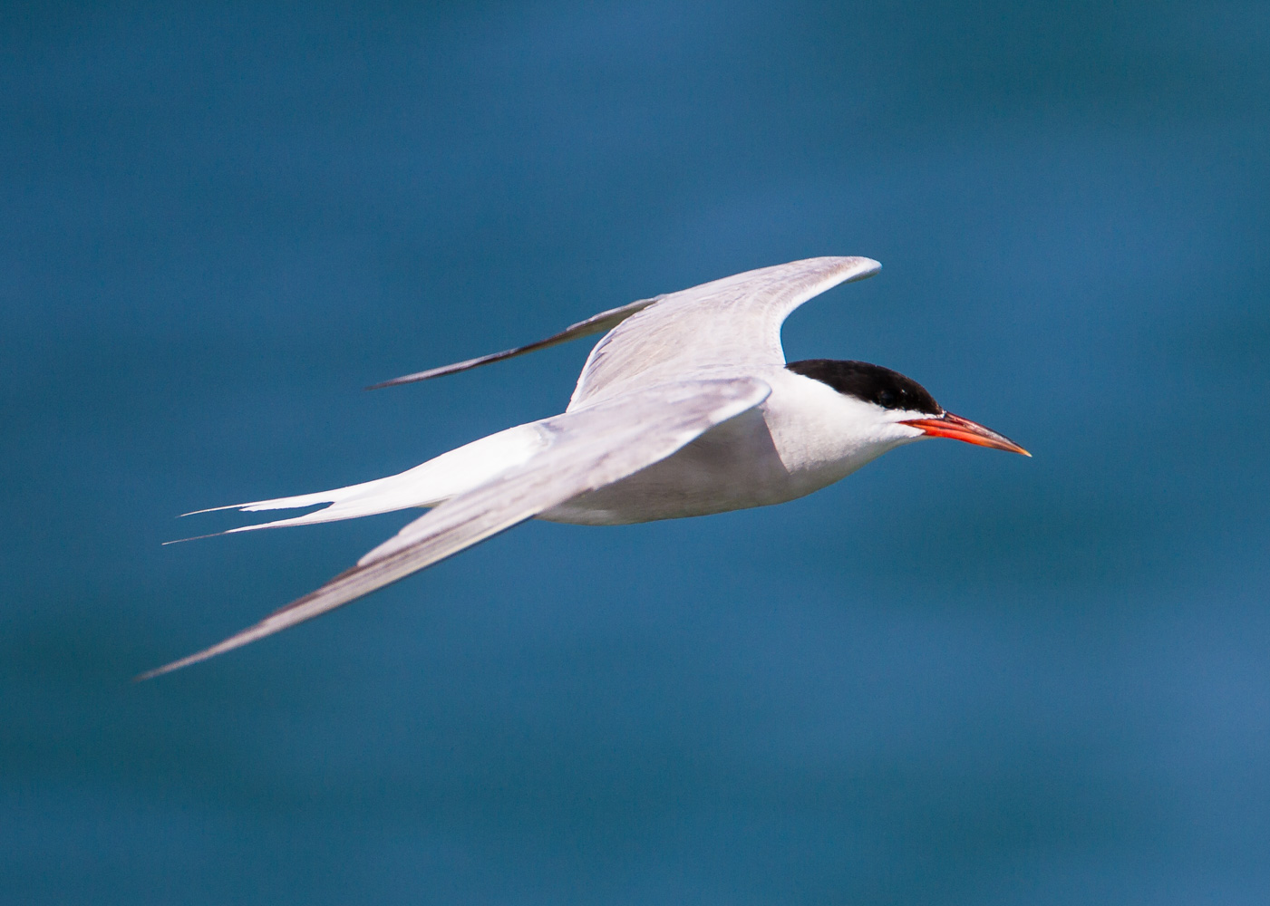 The designations will benefit common terns (Natural England/PA)