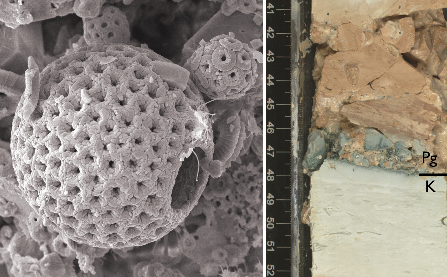 A microscopic image of the marine fossils examined by researchers.