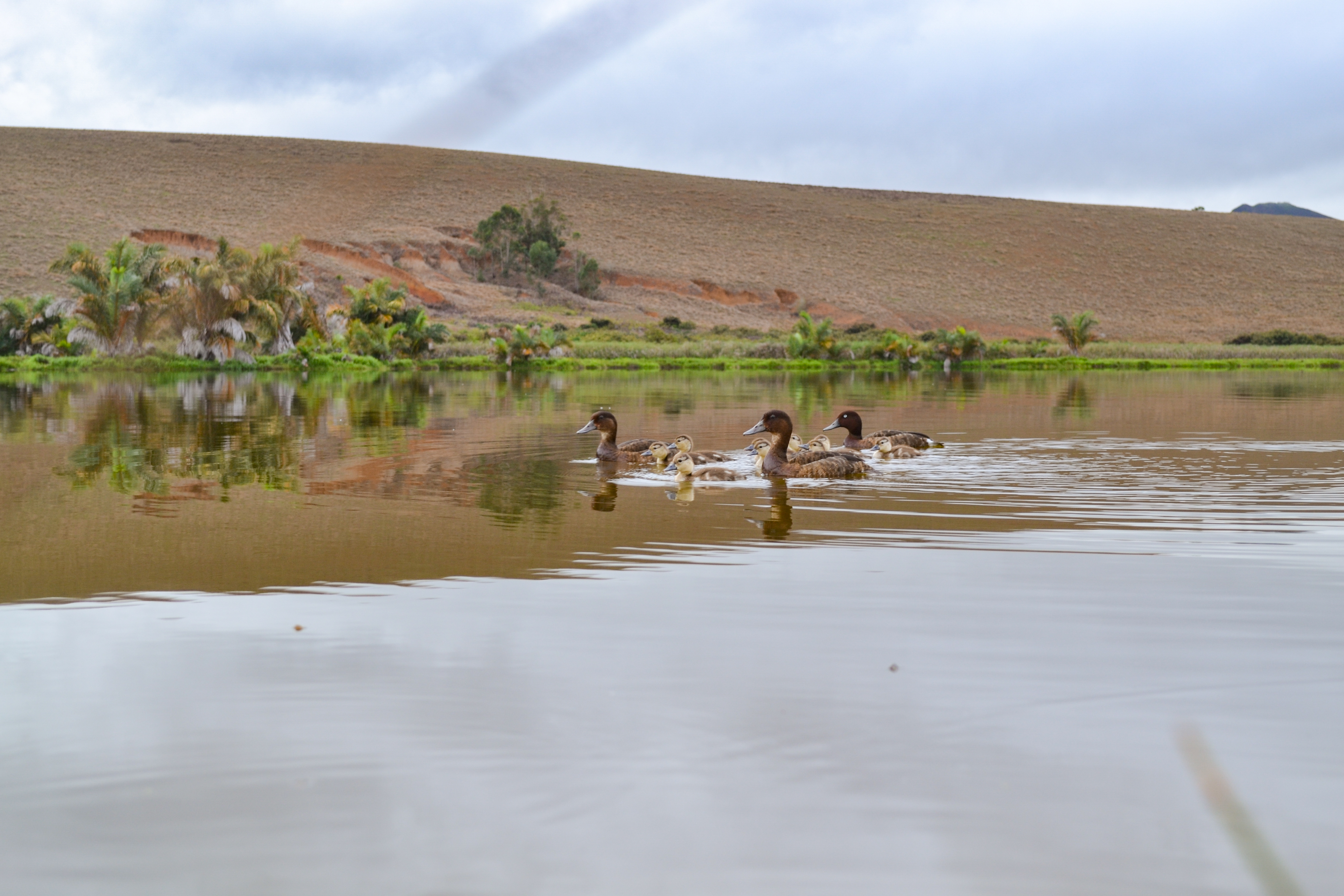 The ducklings' arrival is a milestone for the project (Durrell Madagascar/PA)