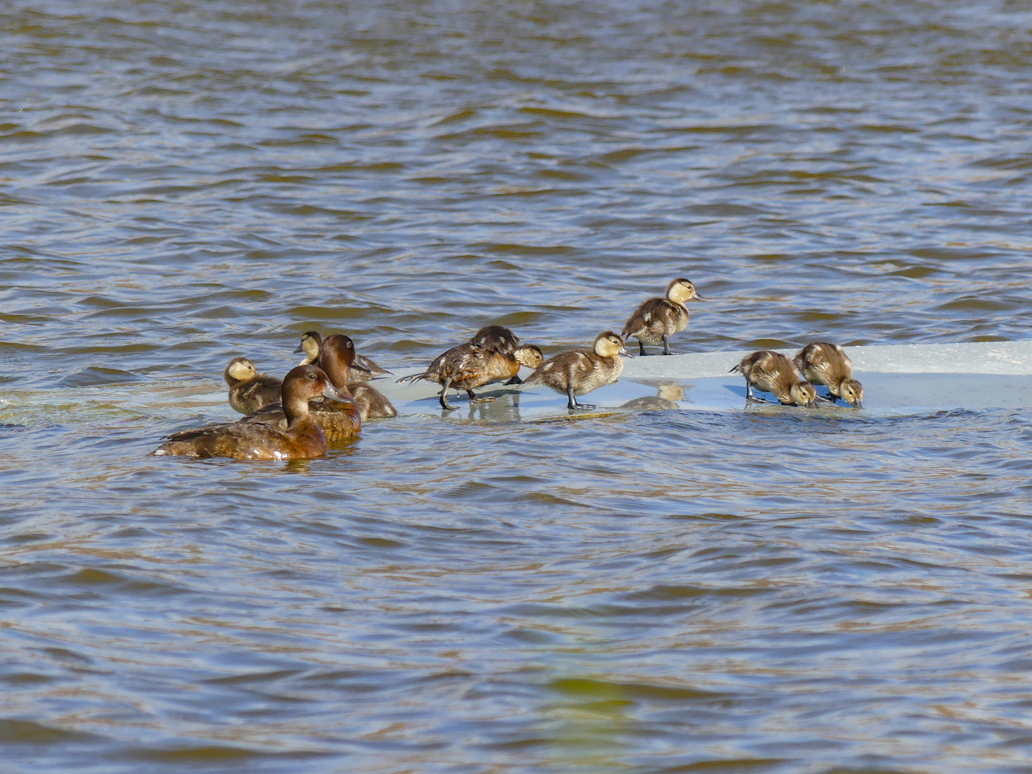 The ducklings have been eating food from a feeding station (Durrell Madagascar/PA)