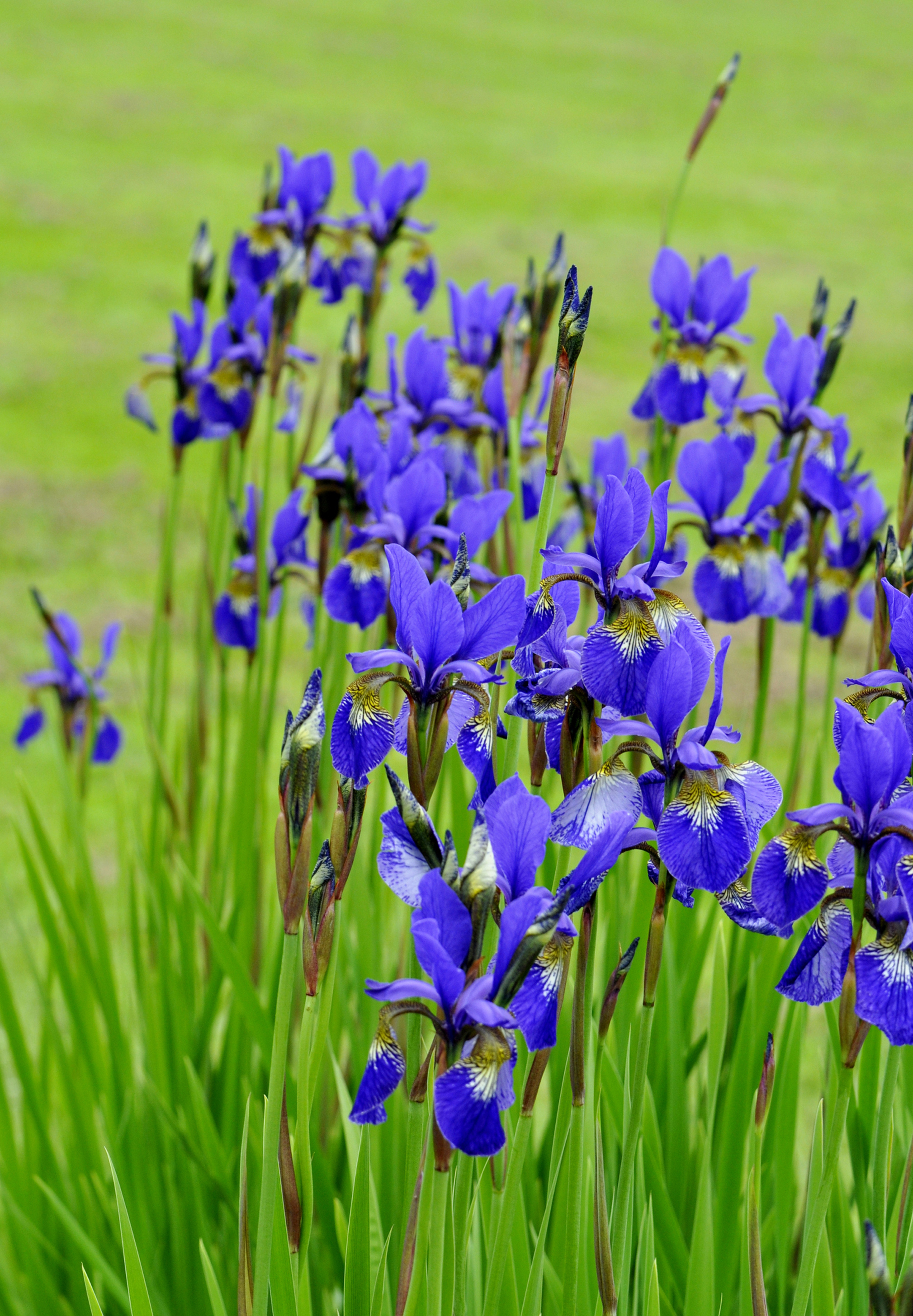 Siberian iris are moisture-loving (iStock/PA)