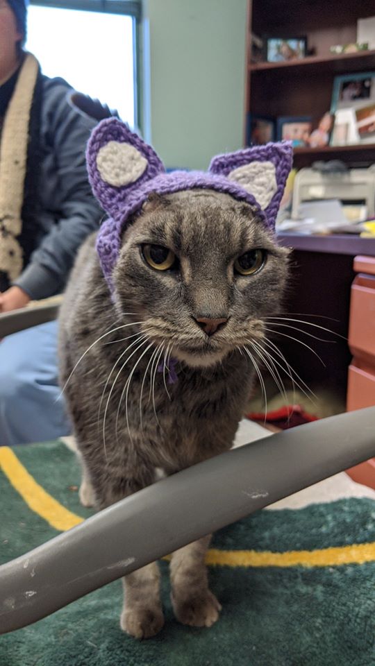 Lady the cat with crocheted purple ears