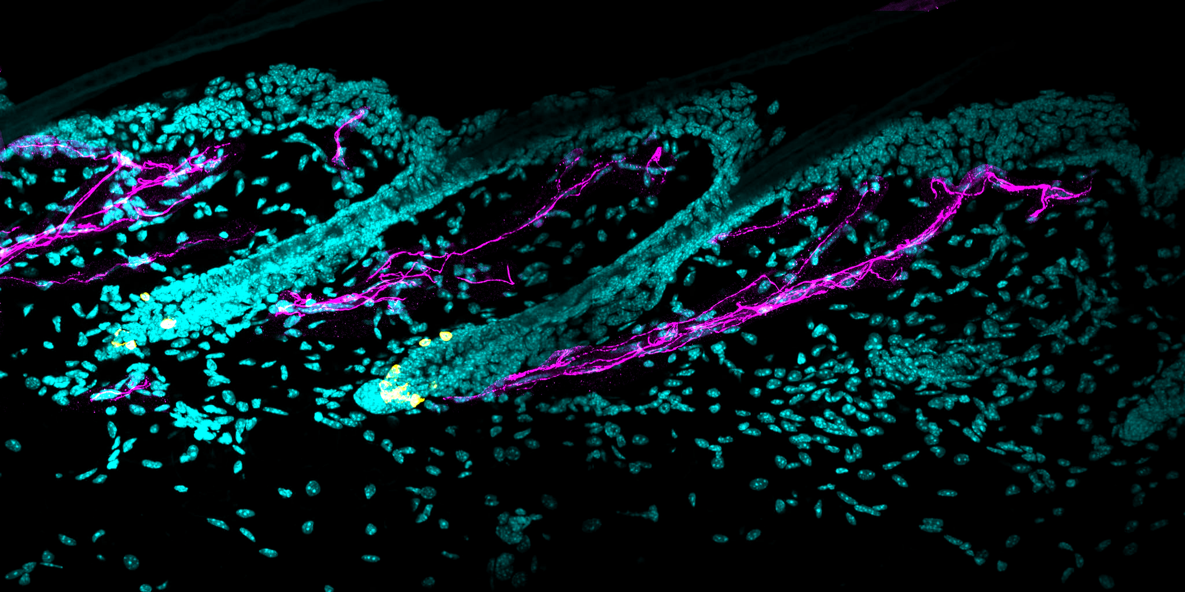 Mouse nervous system.