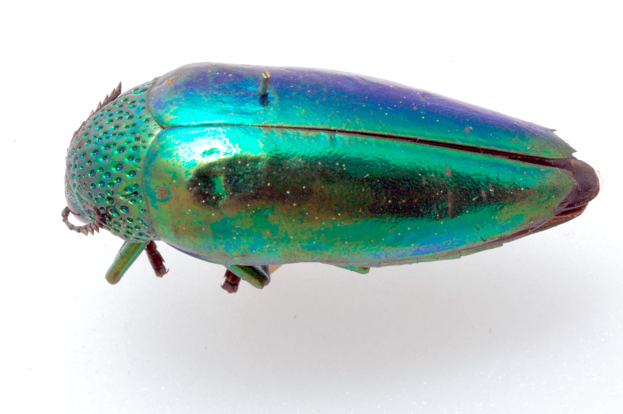 A jewel beetle.
