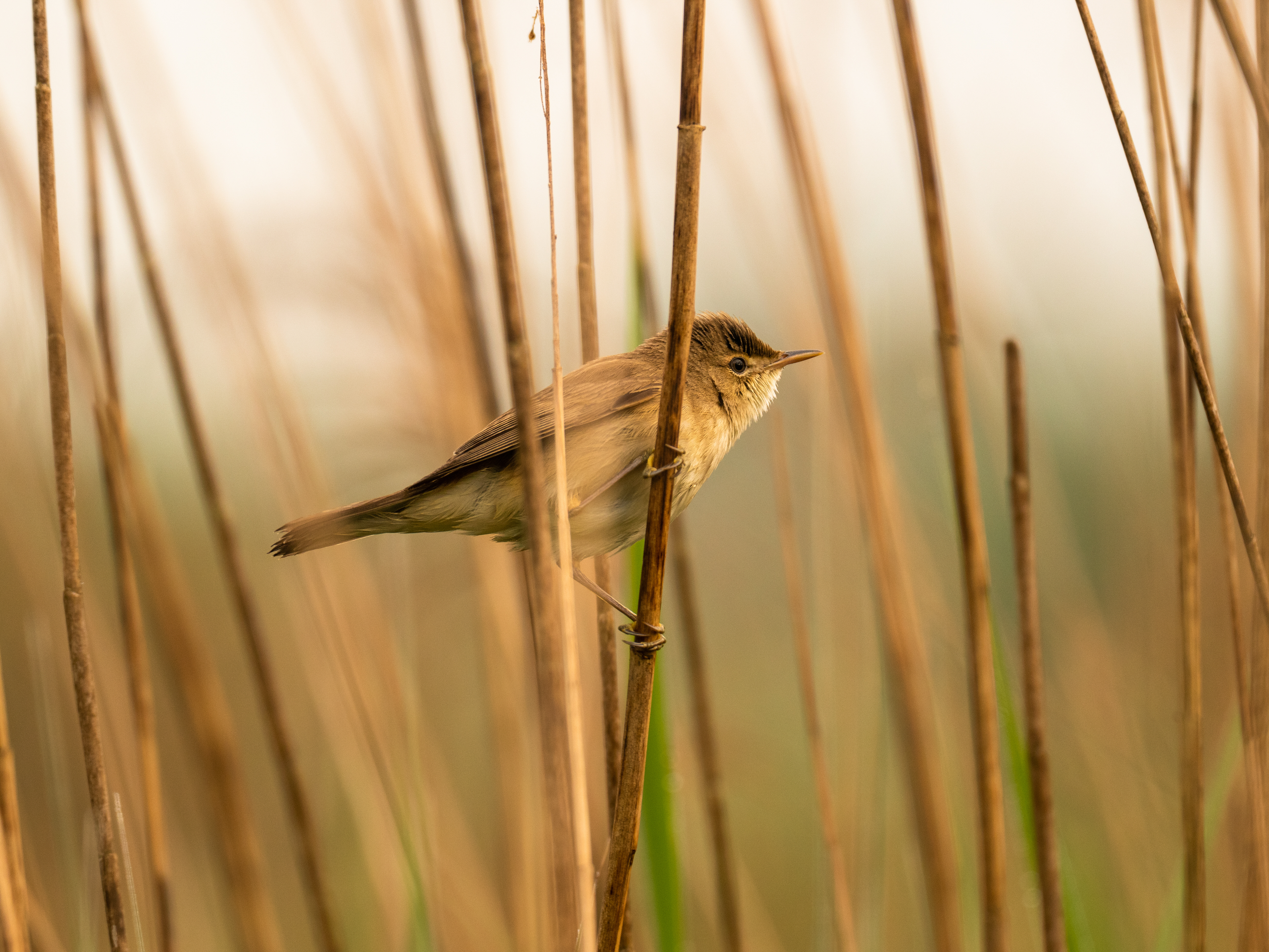 Special habitats cared for by the Trust include Wicken Fen, Cambridgeshire (Rob Coleman/National Trust Images/PA)