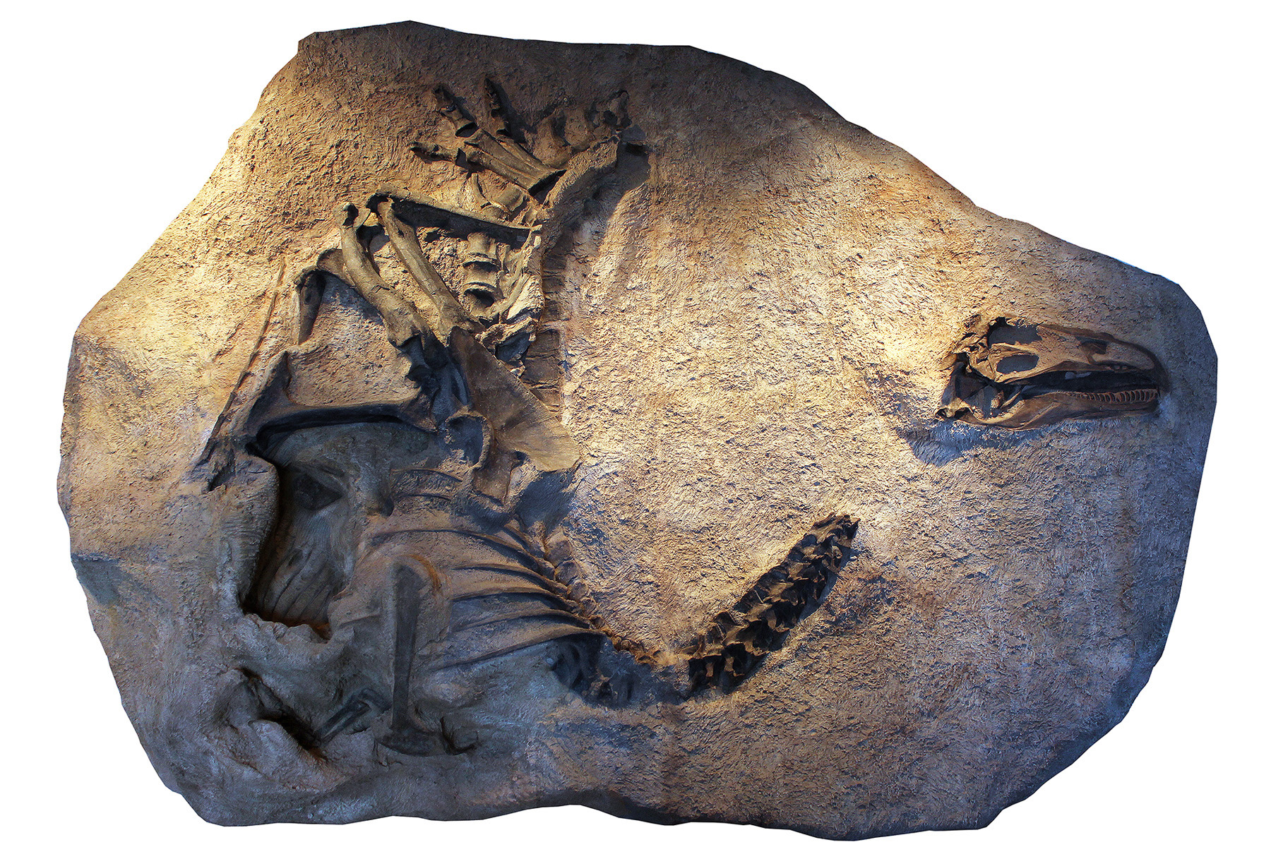 A cast of the skeleton and skull of Allosaurus jimmadseni as it was discovered and now on exhibit at Dinosaur National Monument in Utah.