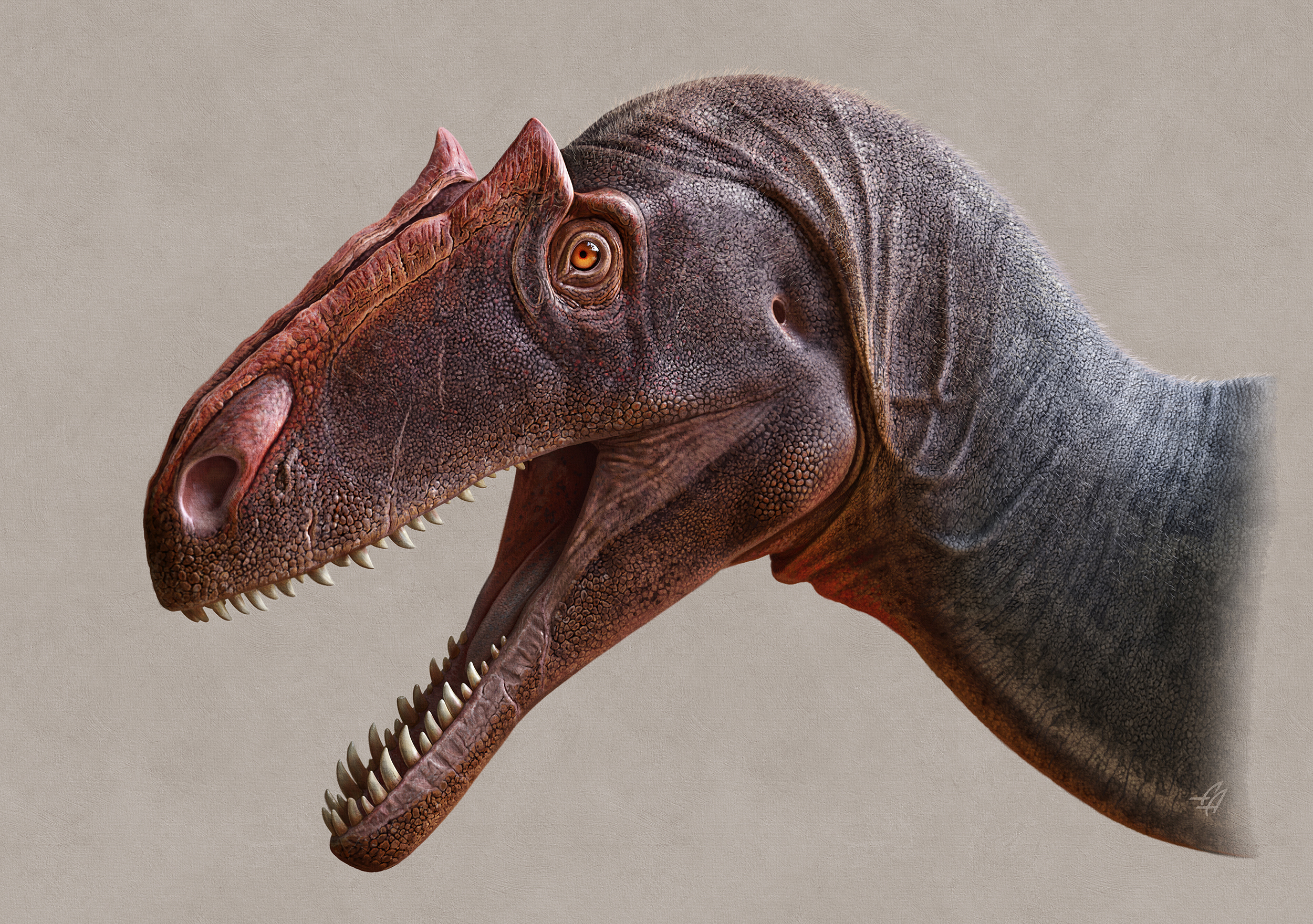 Allosaurus_jimmadseni 