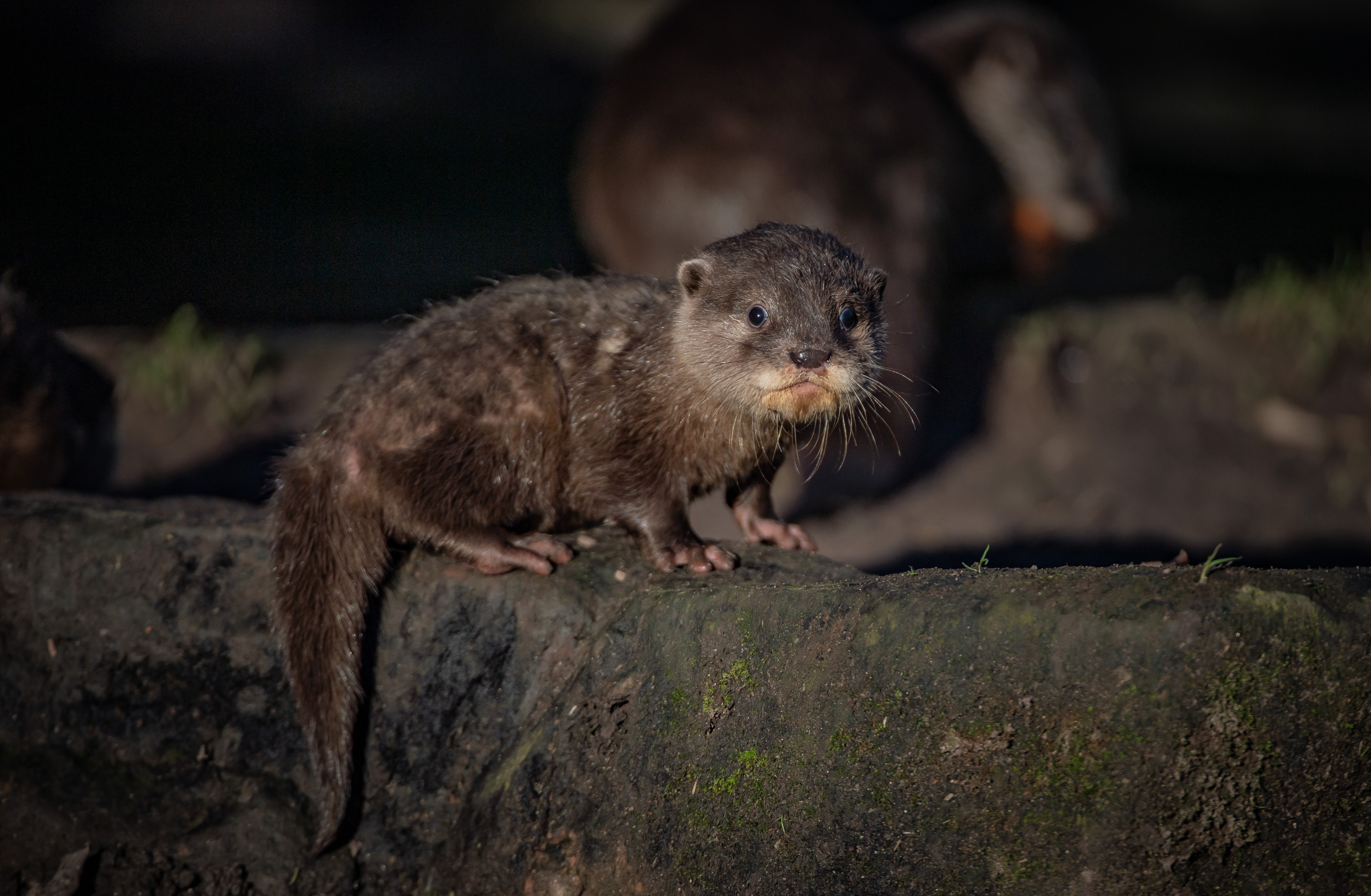 One of the otter pups looking to camera