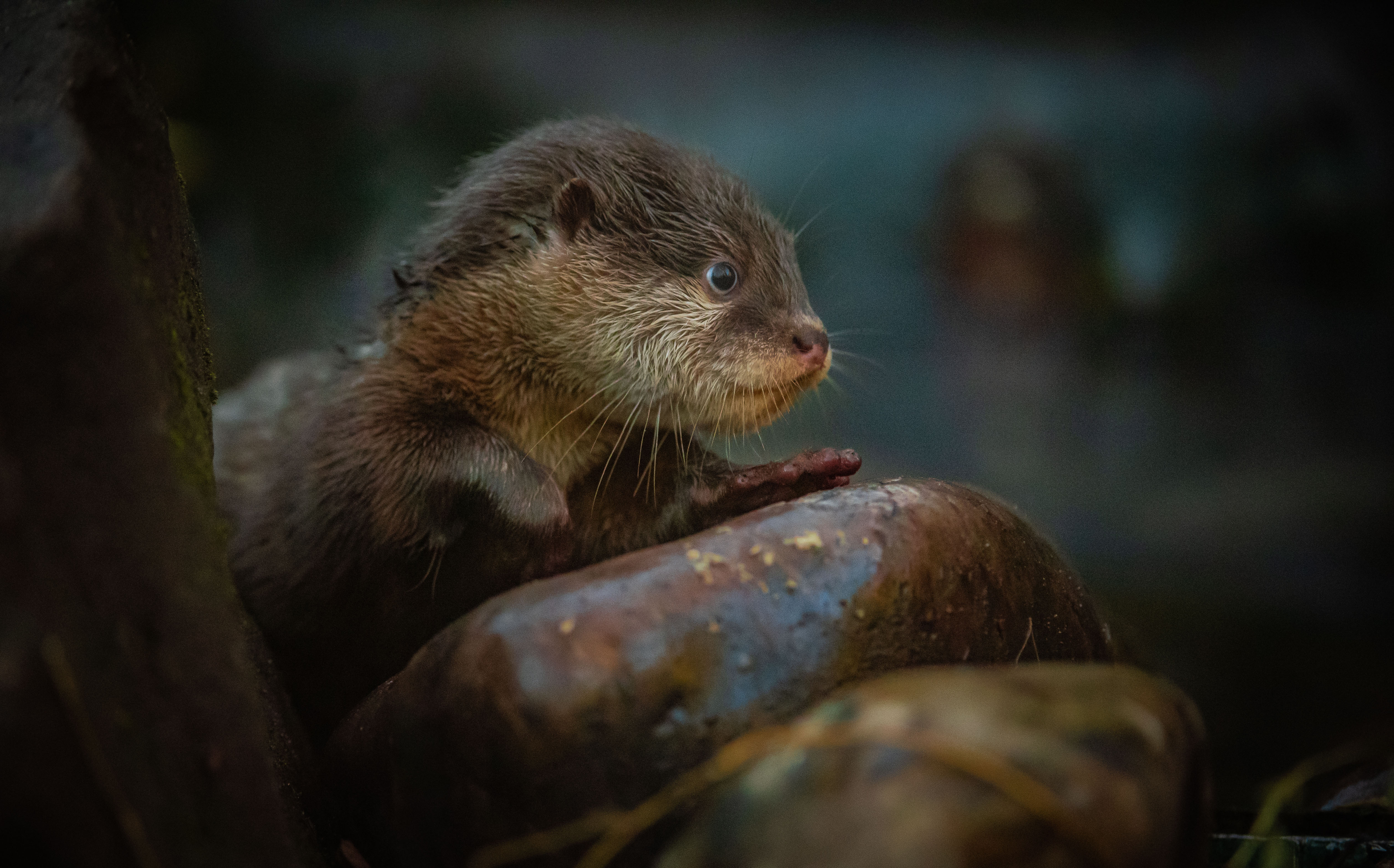A close up of one of the otter pups