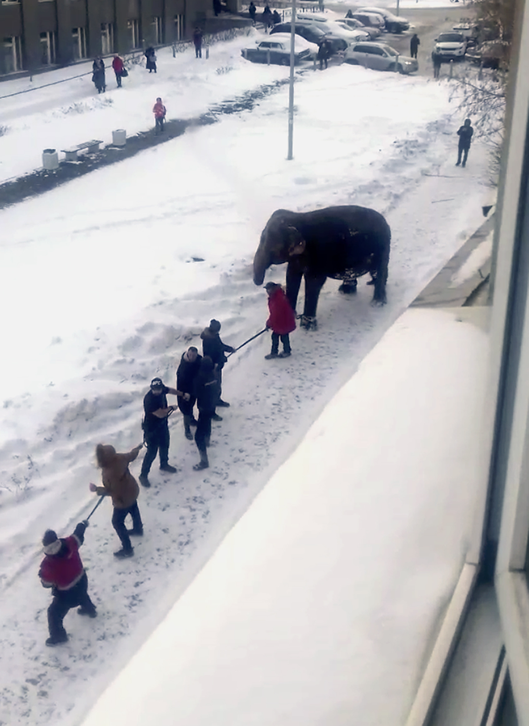 Circus workers pull an elephant in Yekaterinburg, Russia