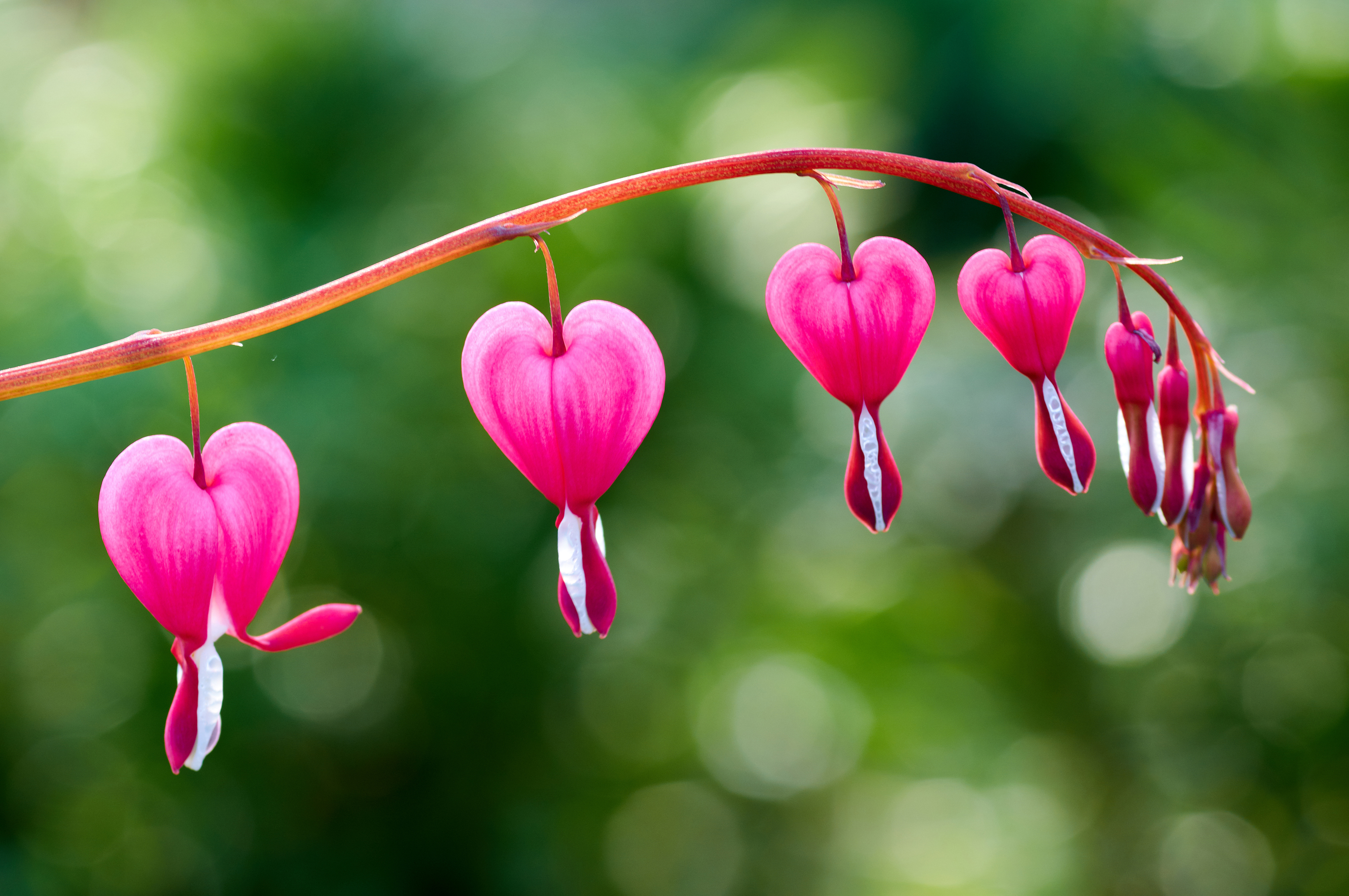 The flowers of Dicentra spectabilis say it all (iStock/PA)