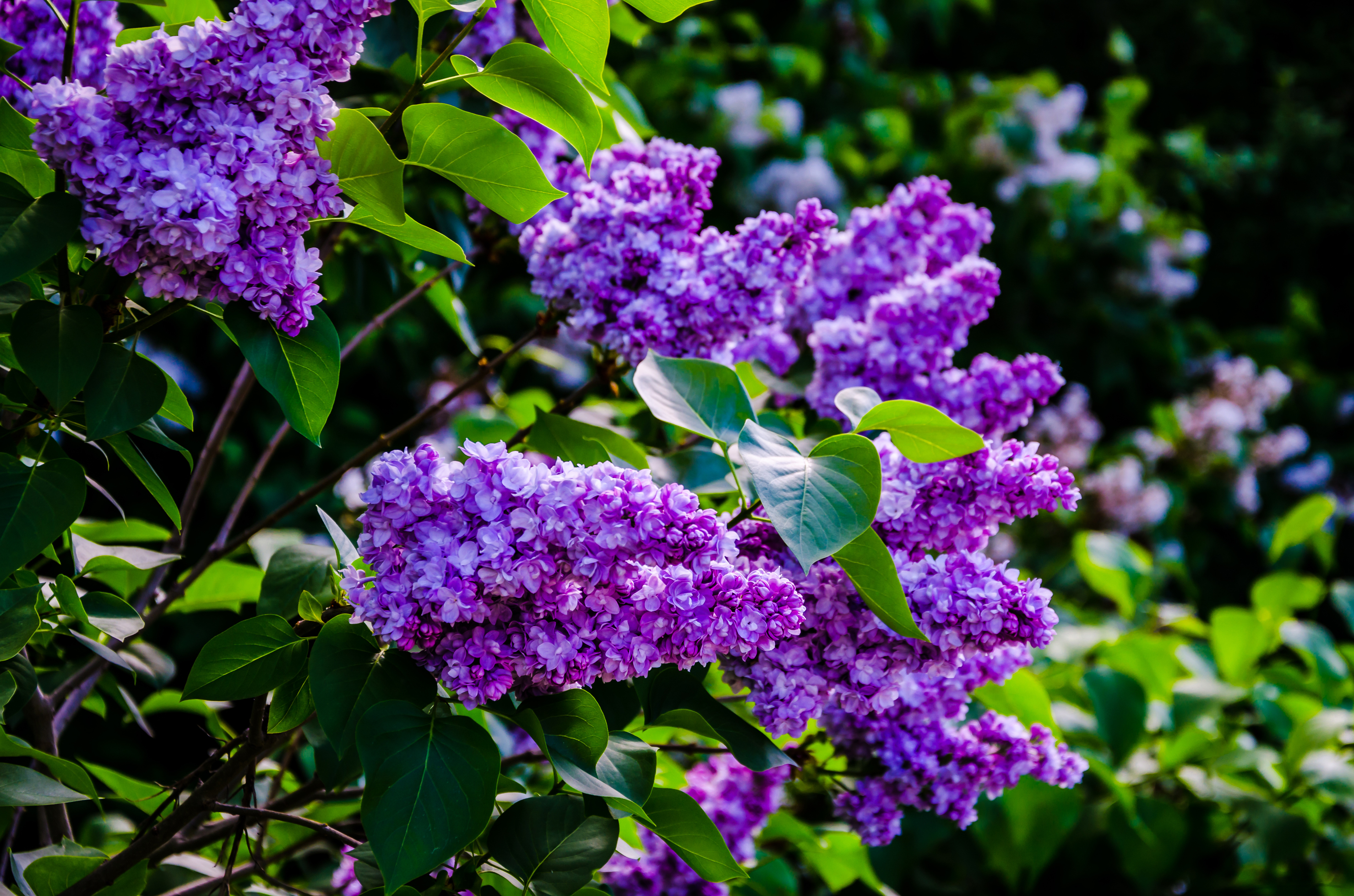 Purple lilac symbolises love (iStock/PA)