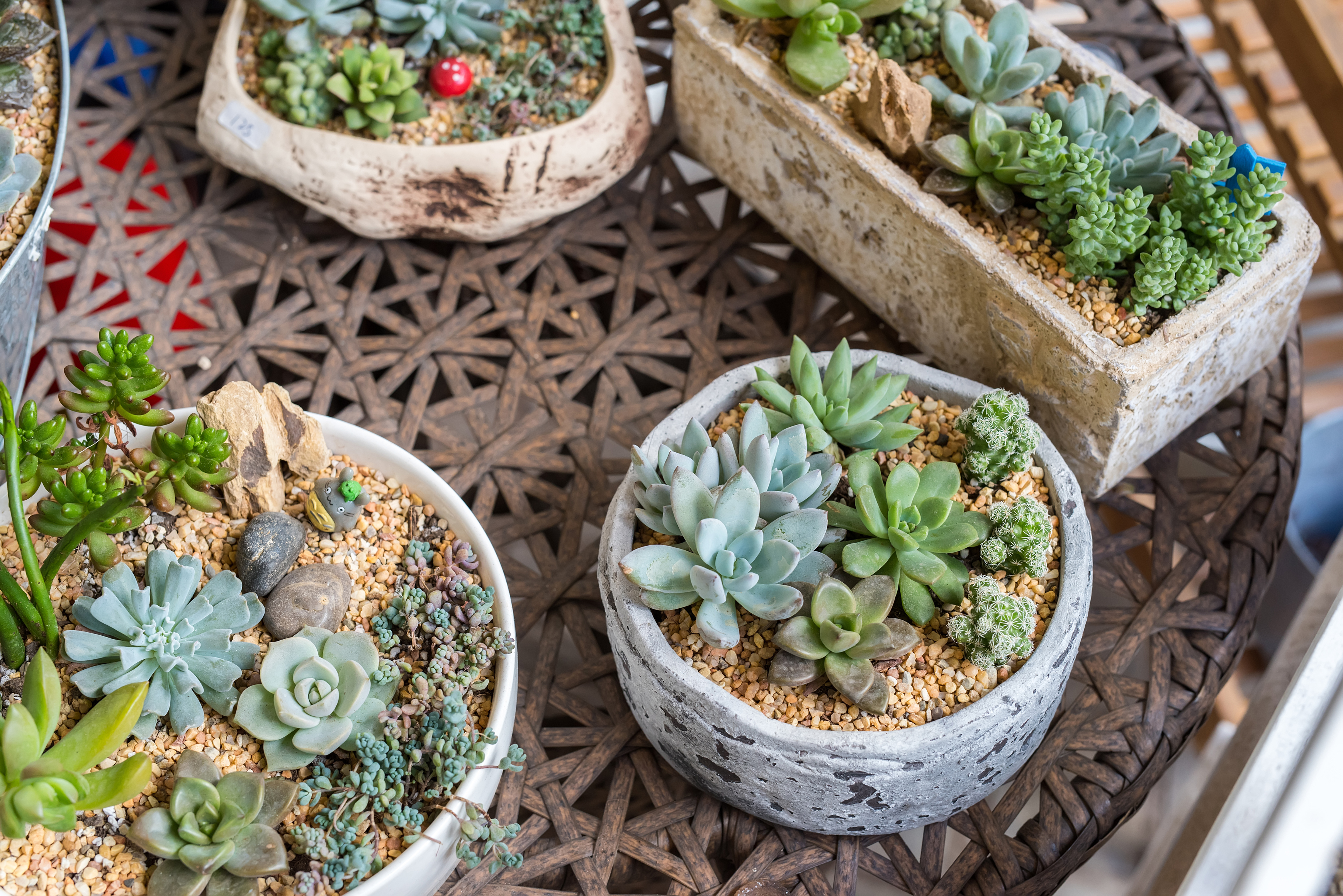 succulents in pots (iStock/PA)