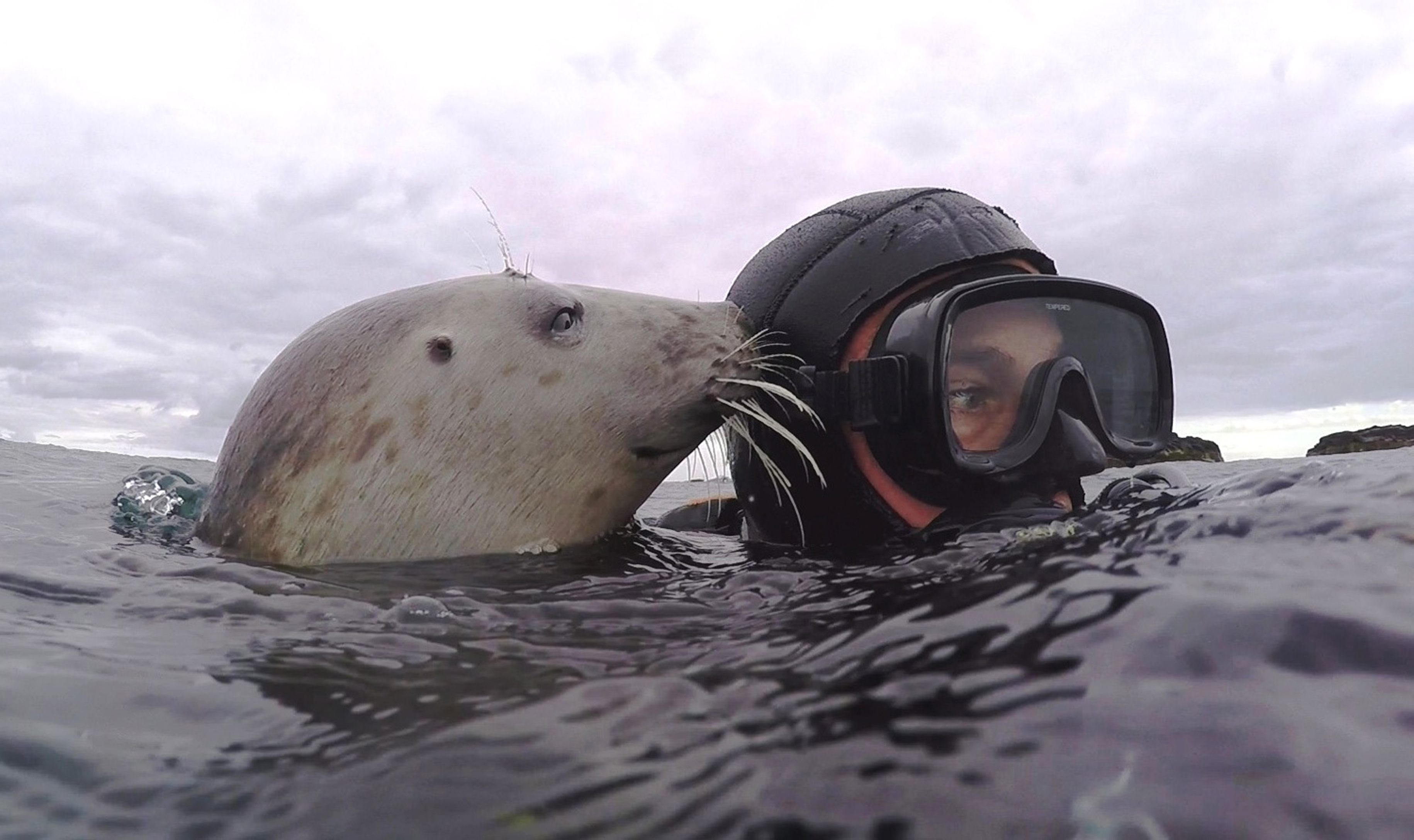 Ben Burville with a grey seal.