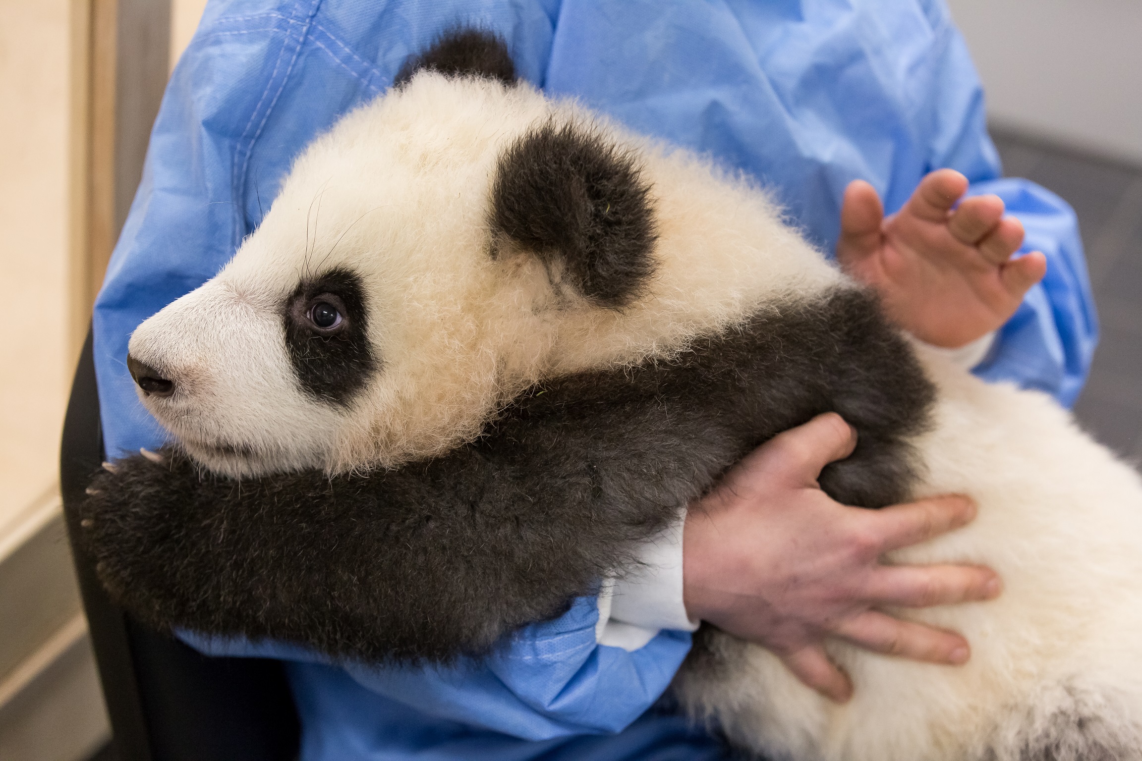 Pit the panda cub is burped after being bottle fed