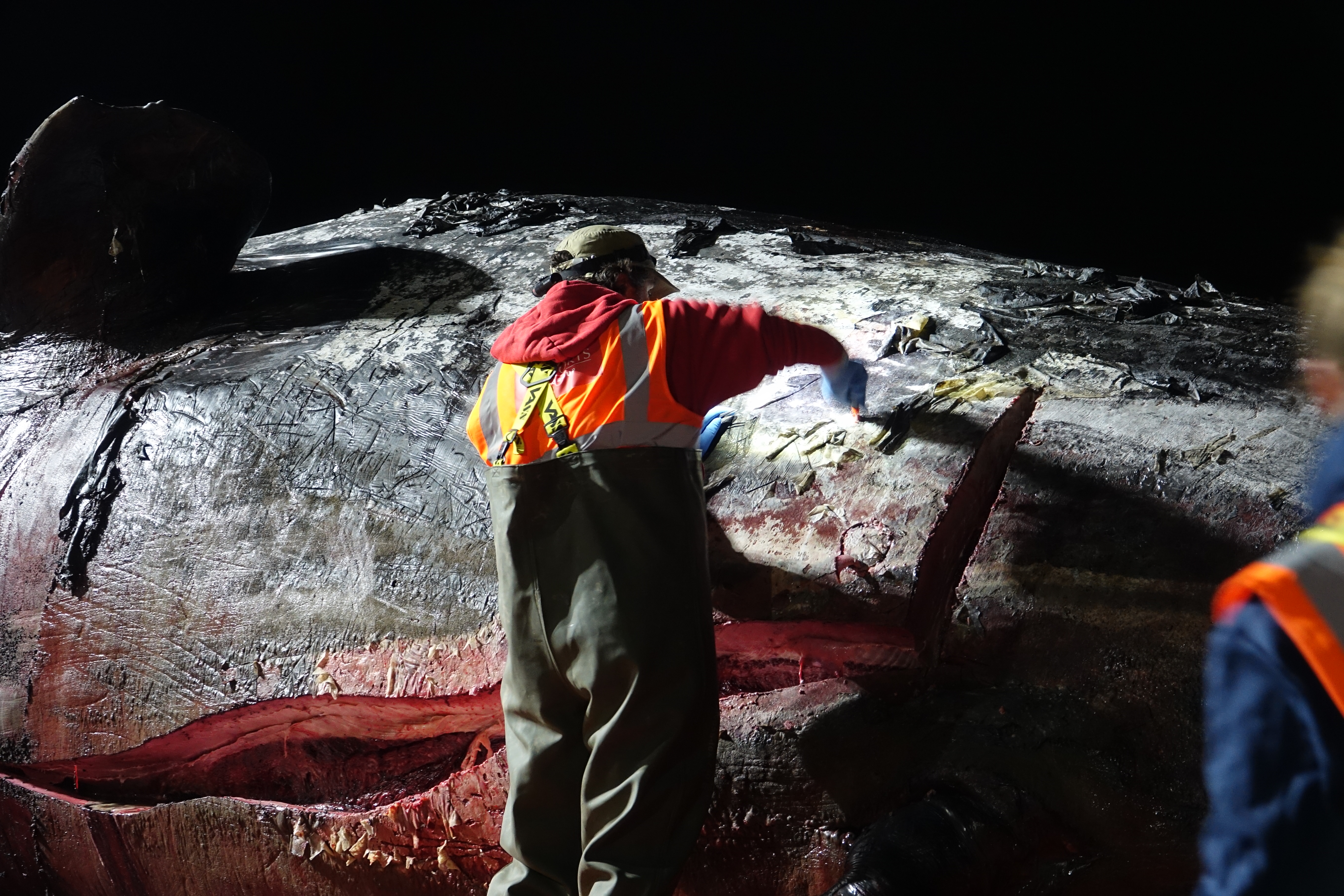 ZSL's Rob Deaville opens the whale's abdomen (ZSL-CSIP/PA)