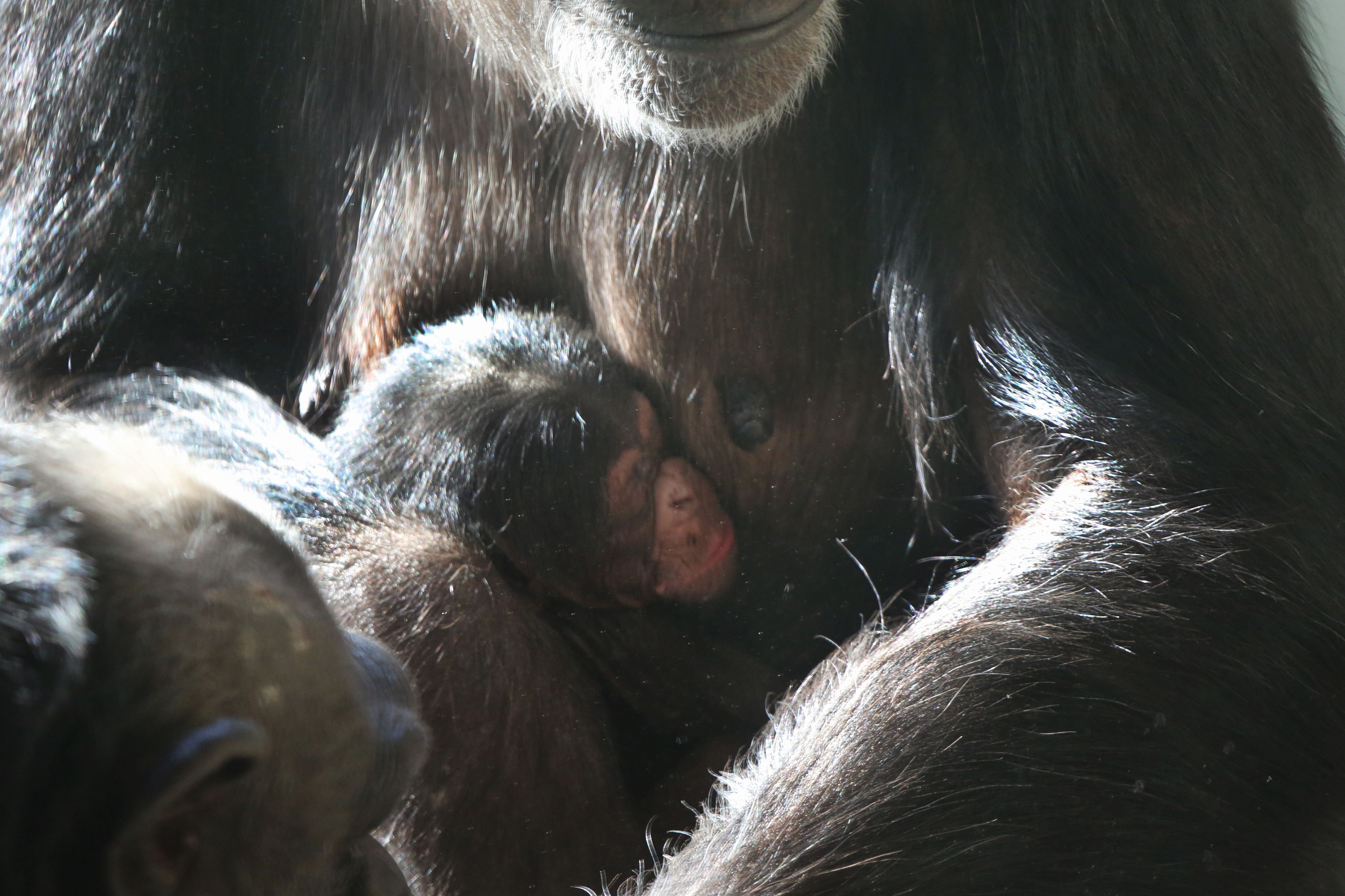 Chimp with mum