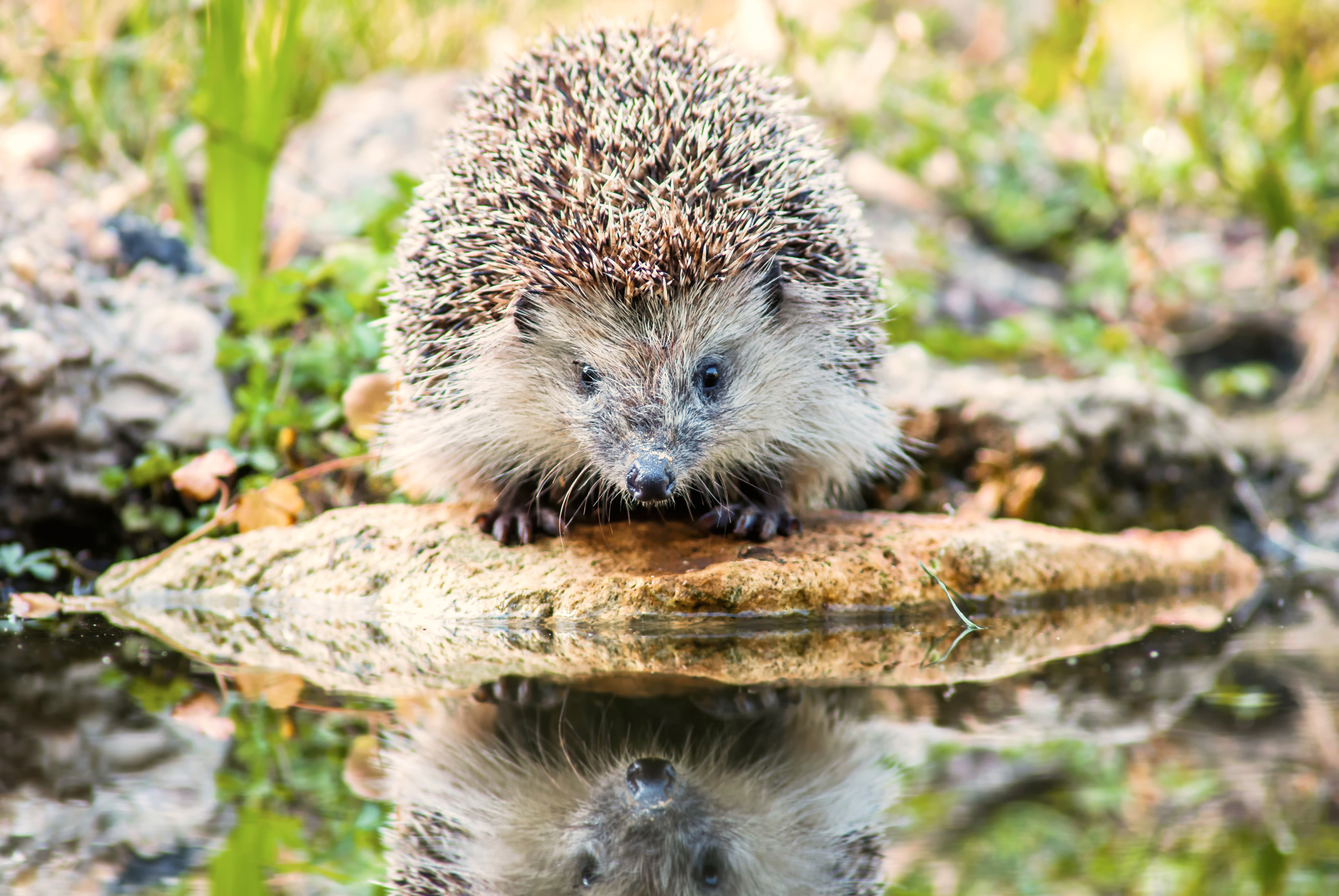 hedgehog by a pond