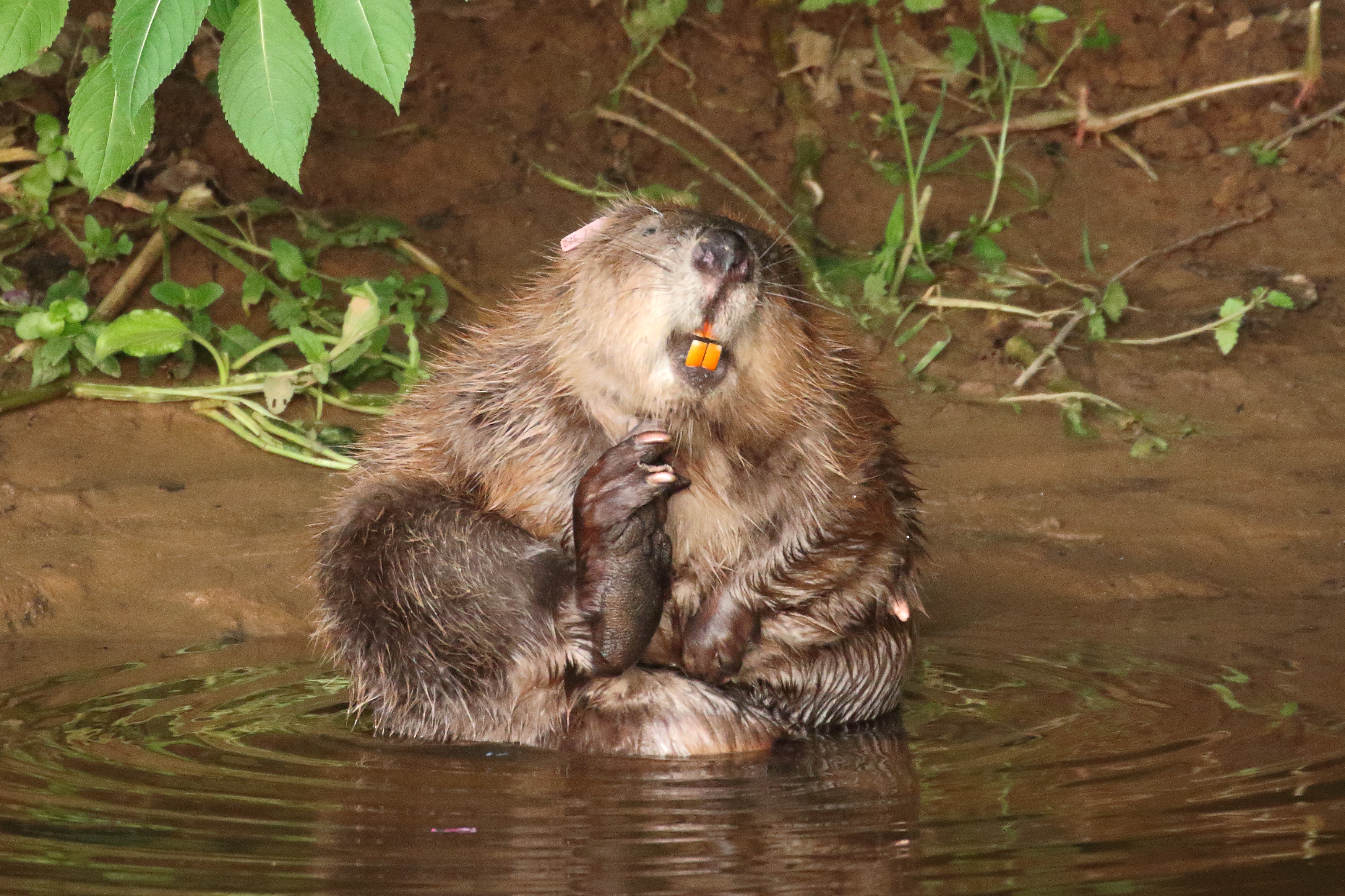 Beaver