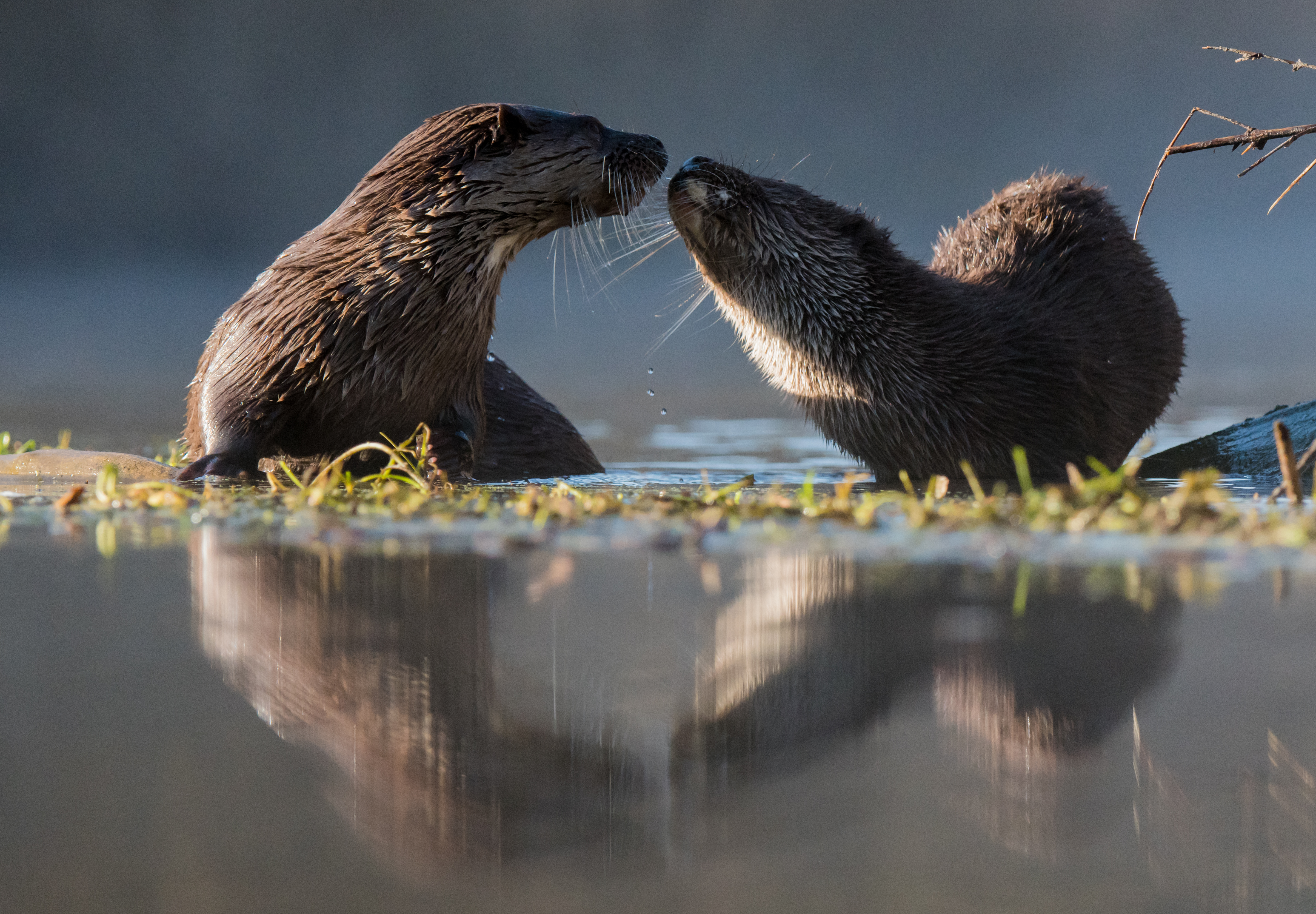 Otters sit at the top of the river food chain (Josh Jaggard/PA)