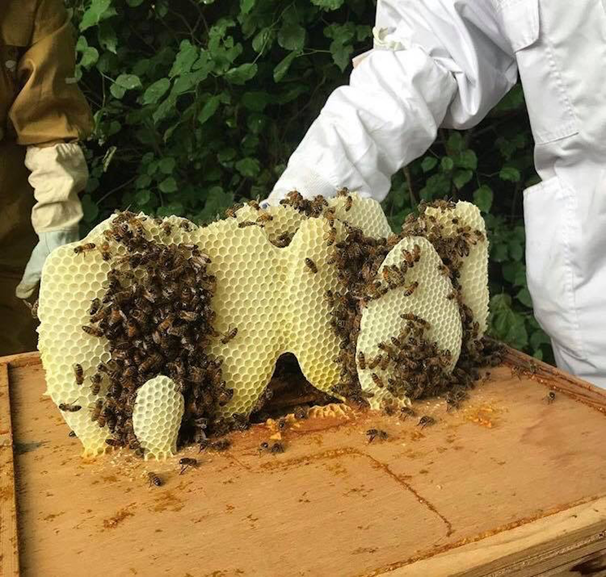 The Glasgow School of Art has employed a dedicated beekeeper, with three hives in central Glasgow near its campus (GSA Beekeeping Society handout/PA)