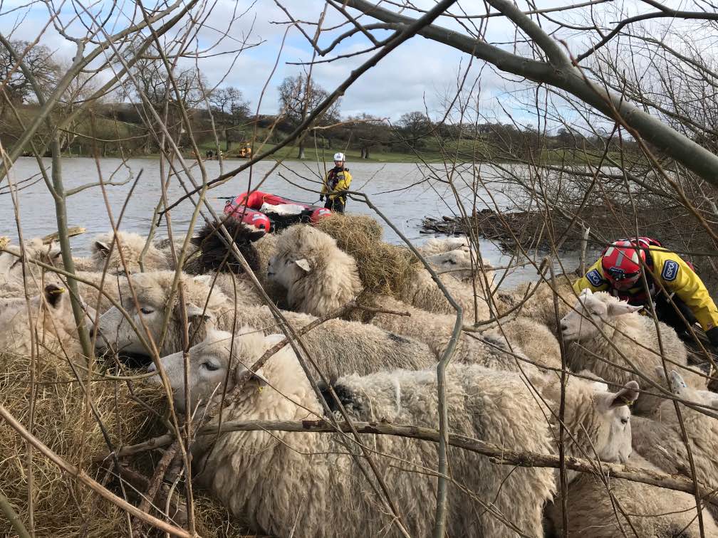 Rescued sheep