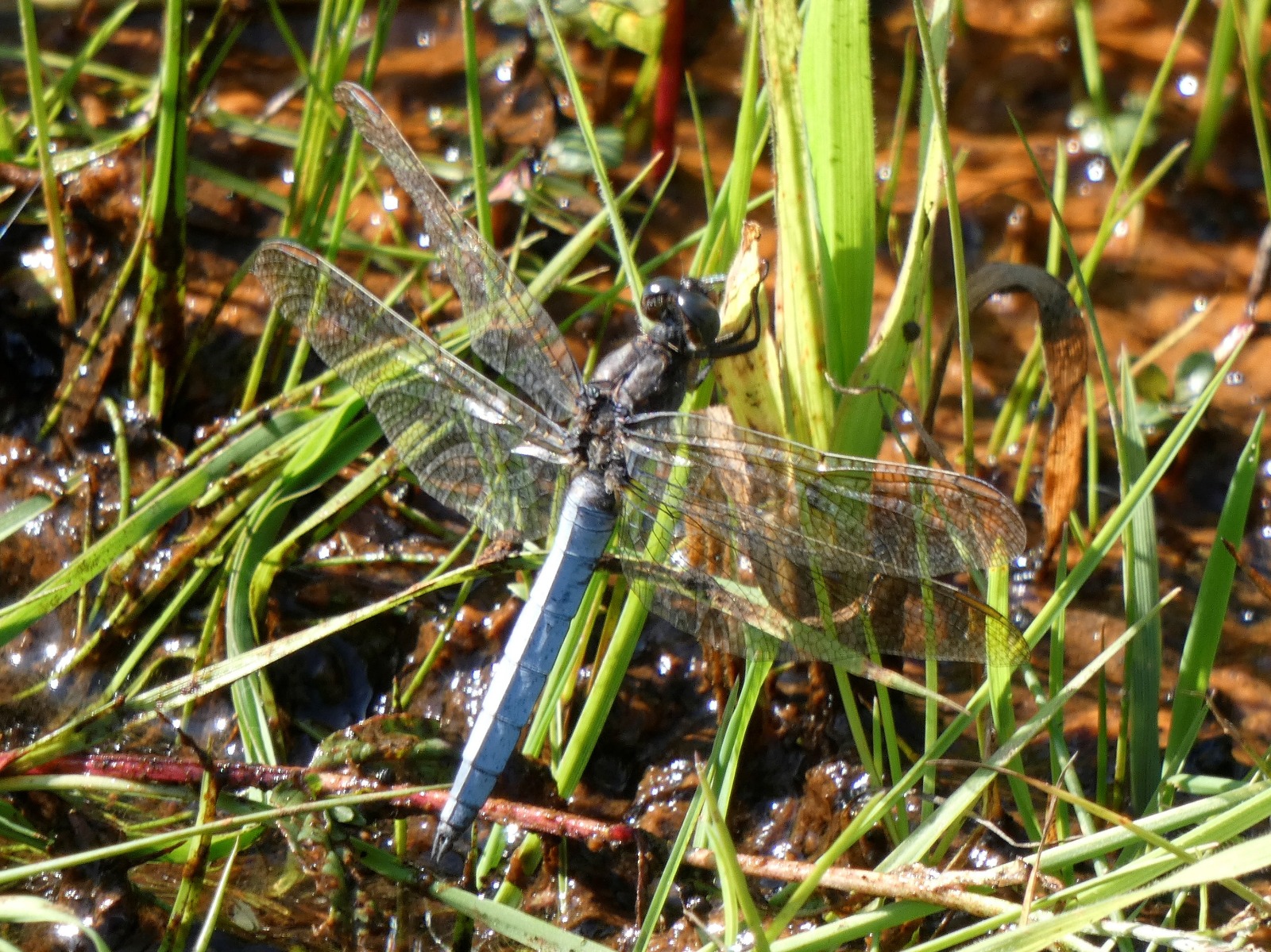 Keeled skimmer has been seen in the area (Mike Norbury/The Mersey Forest/PA)