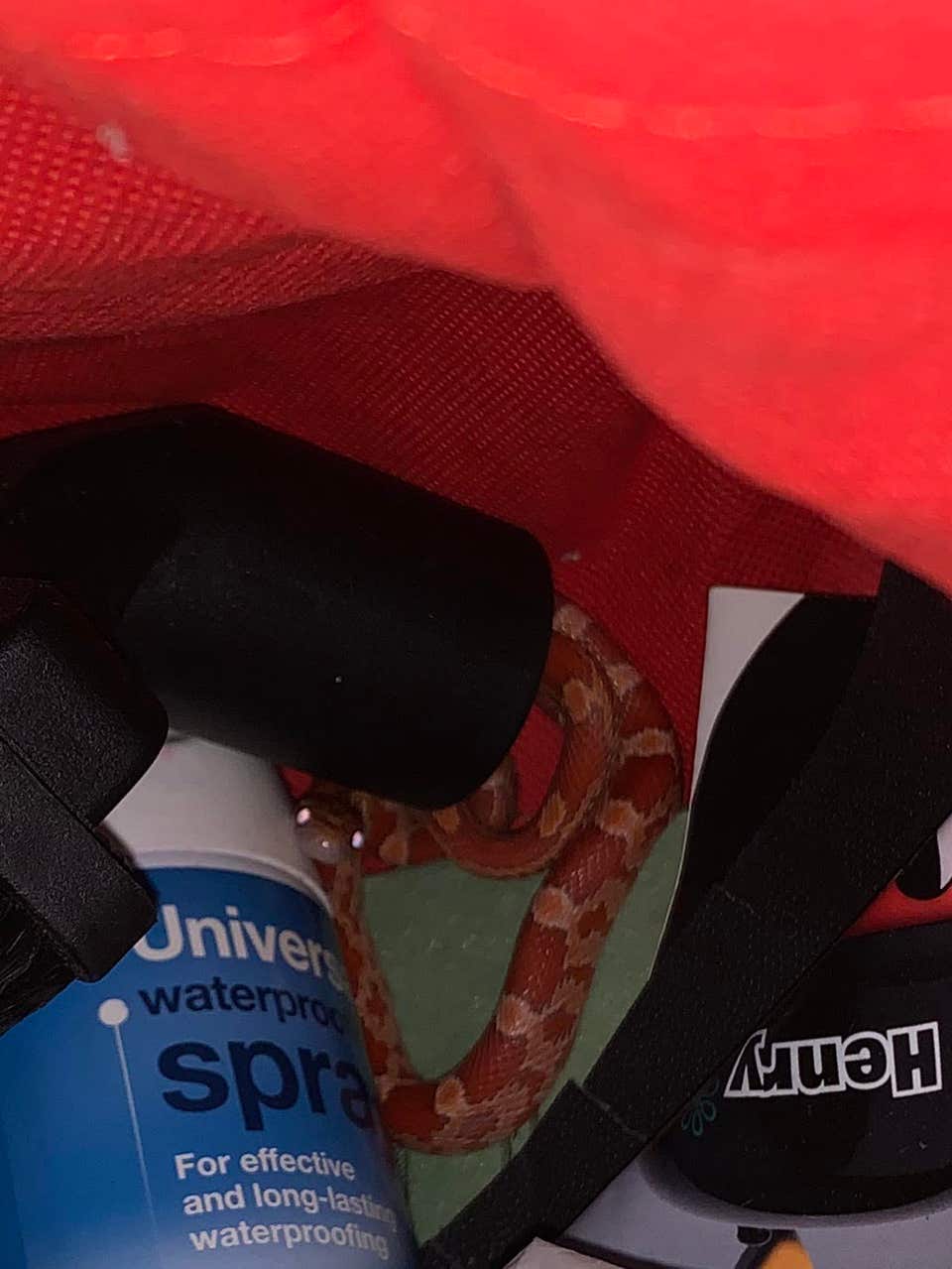 Escaped pet snake found in London airing cupboard Express & Star