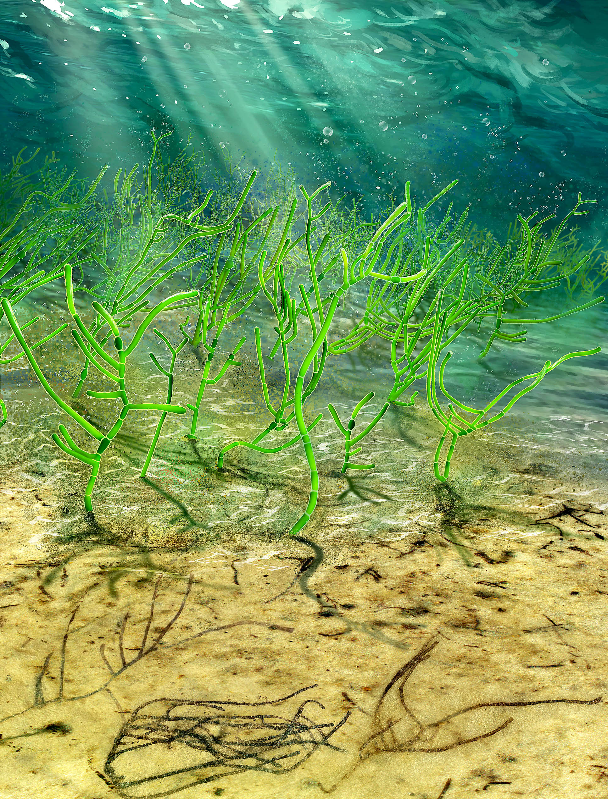 Microscopic green seaweed
