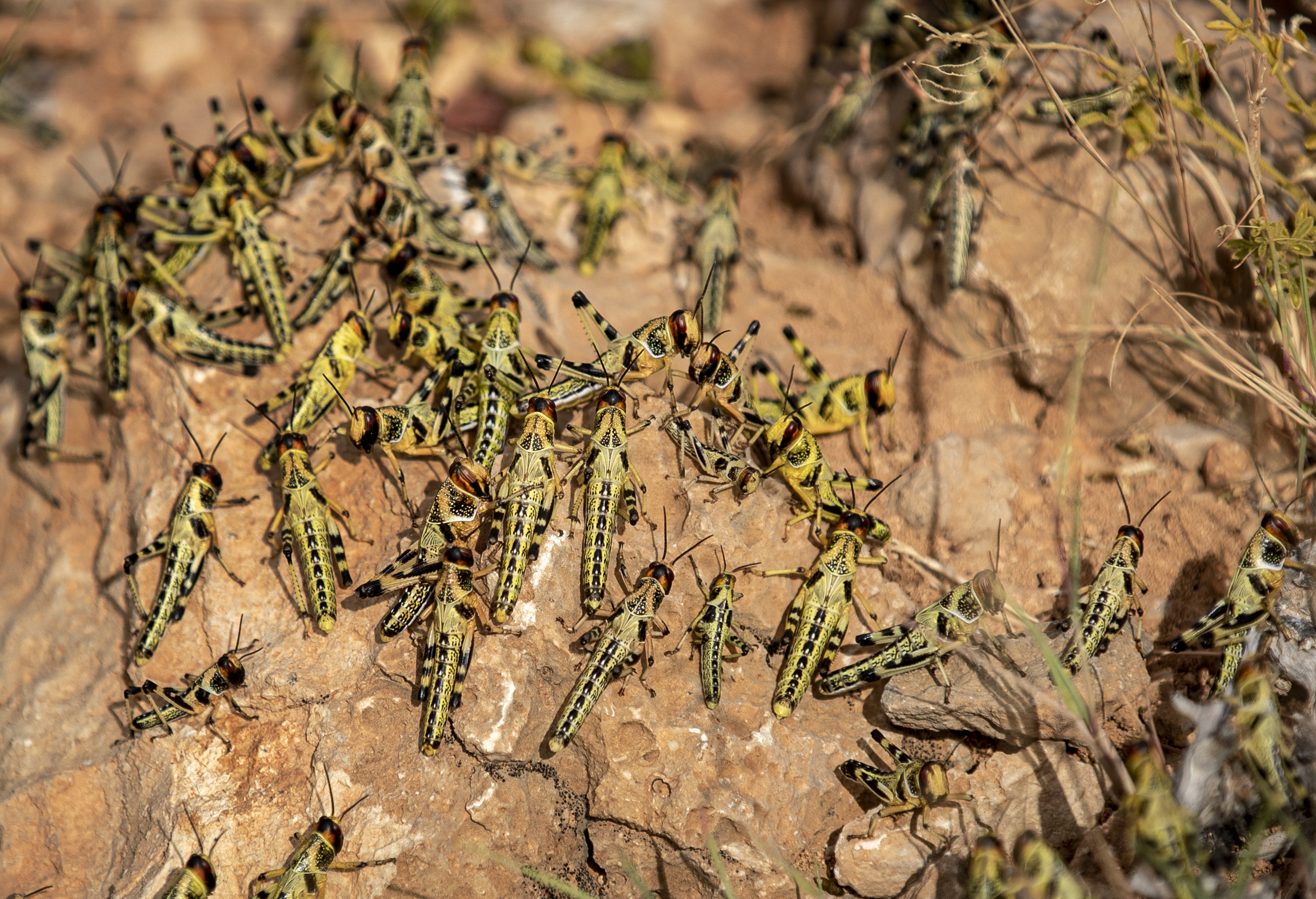 Desert locusts