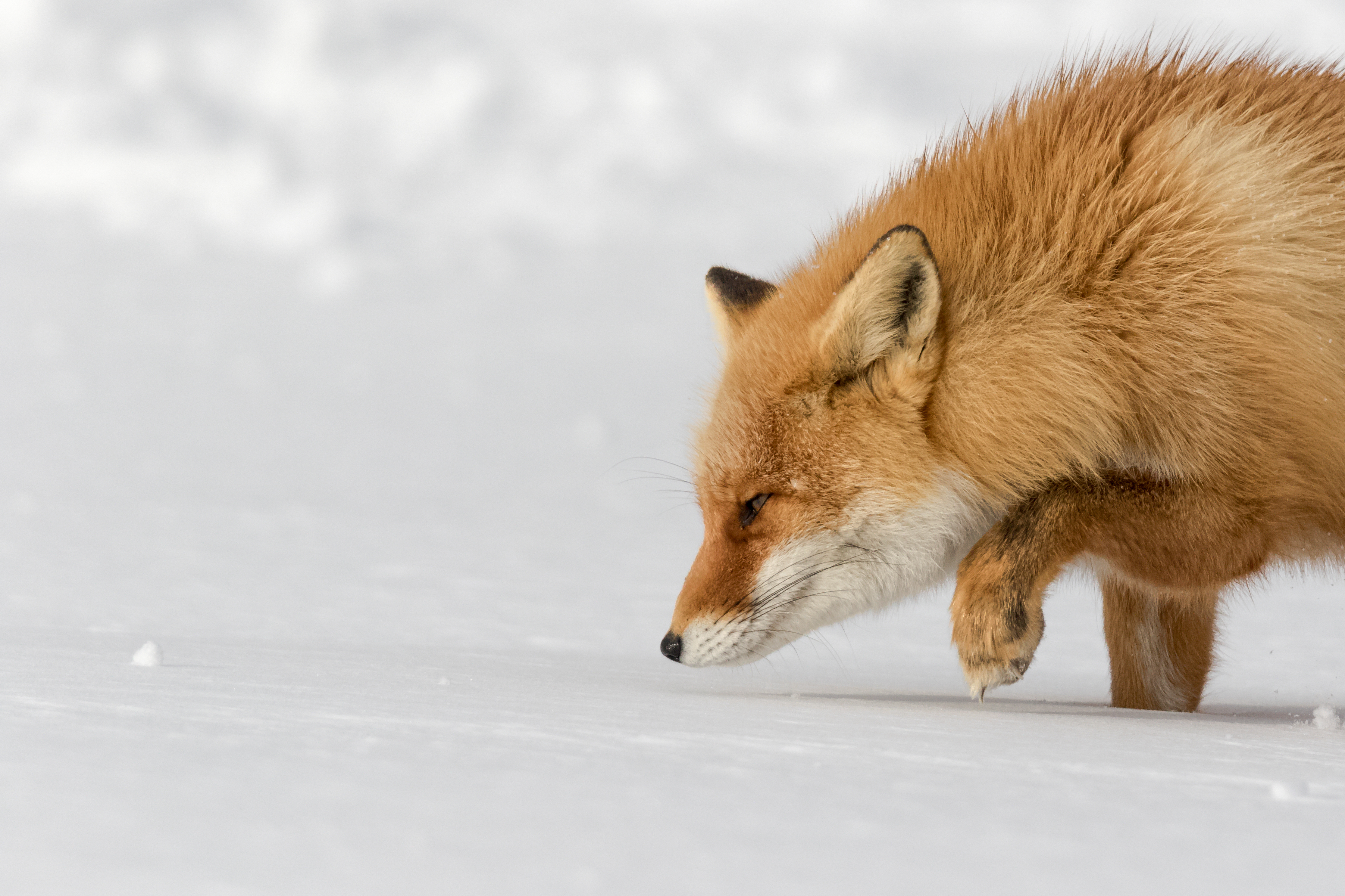 A fox stalking in the snow