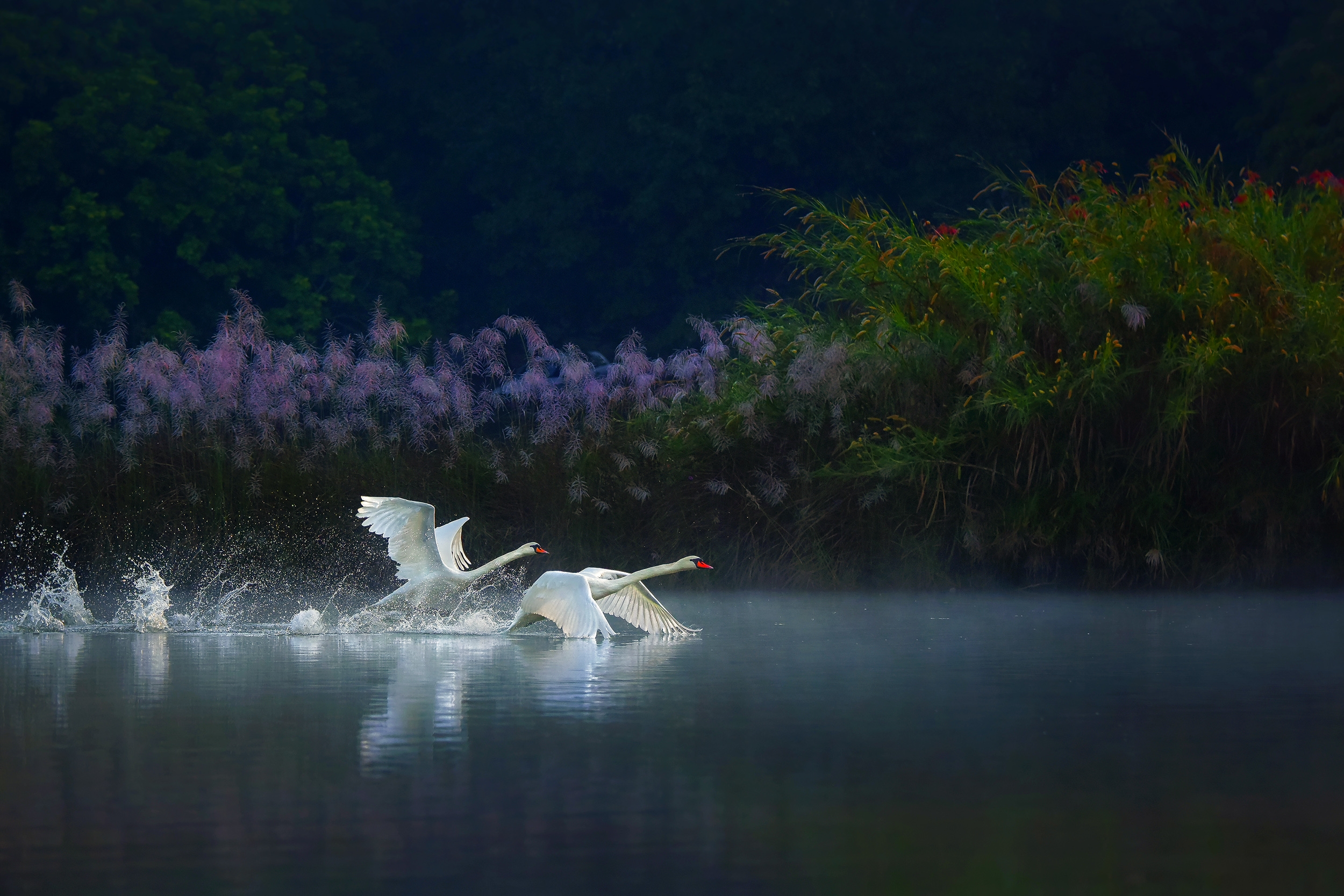 Two swans take off from the surface of the water