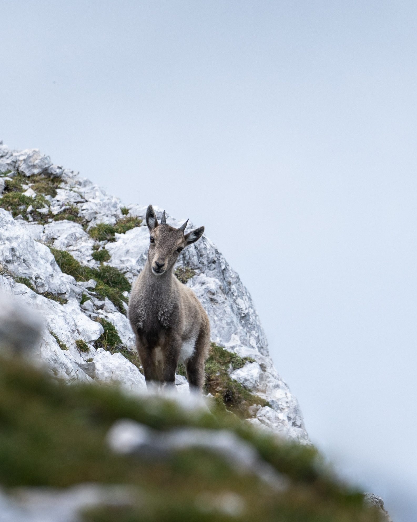 A goat on an Italian mountainside