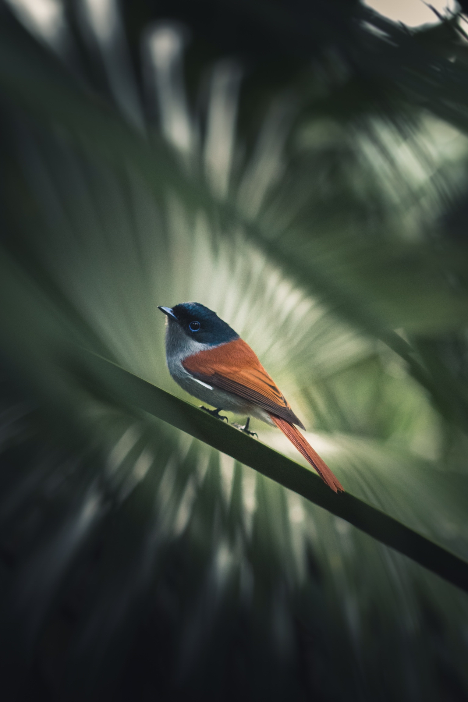 A Mascarene paradise flycatcher stands on a stem