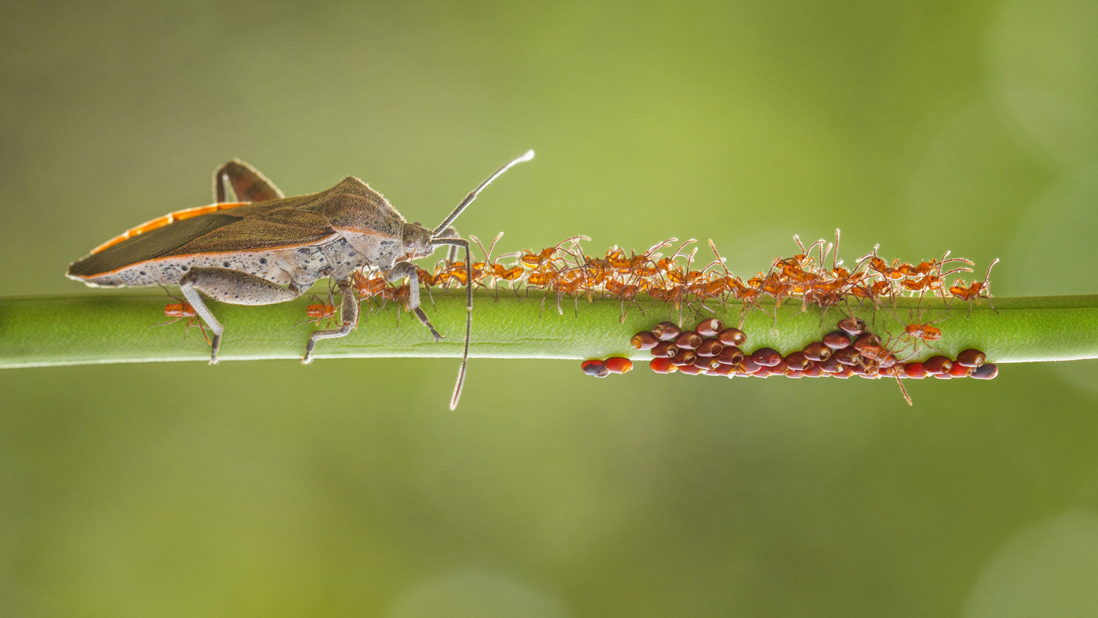 A beetle shepherding its young along a branch