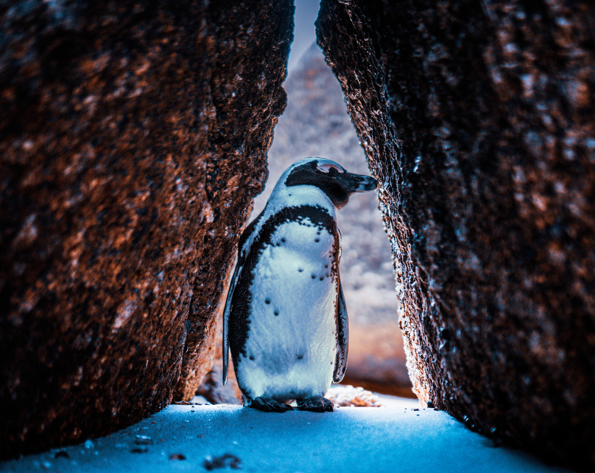A penguin stares between two rocks