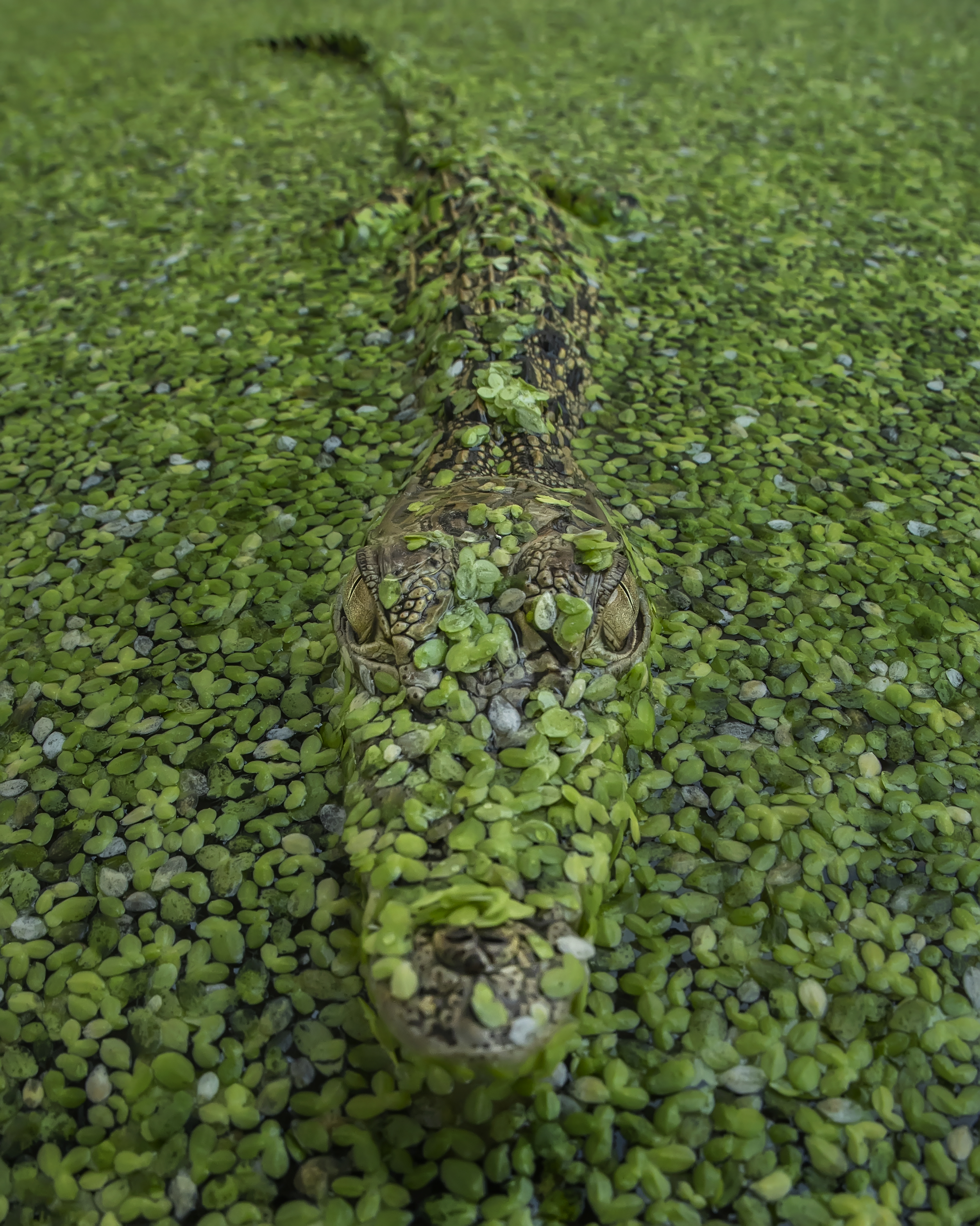 A crocodile lies in wait, camouflaged by aquatic plants