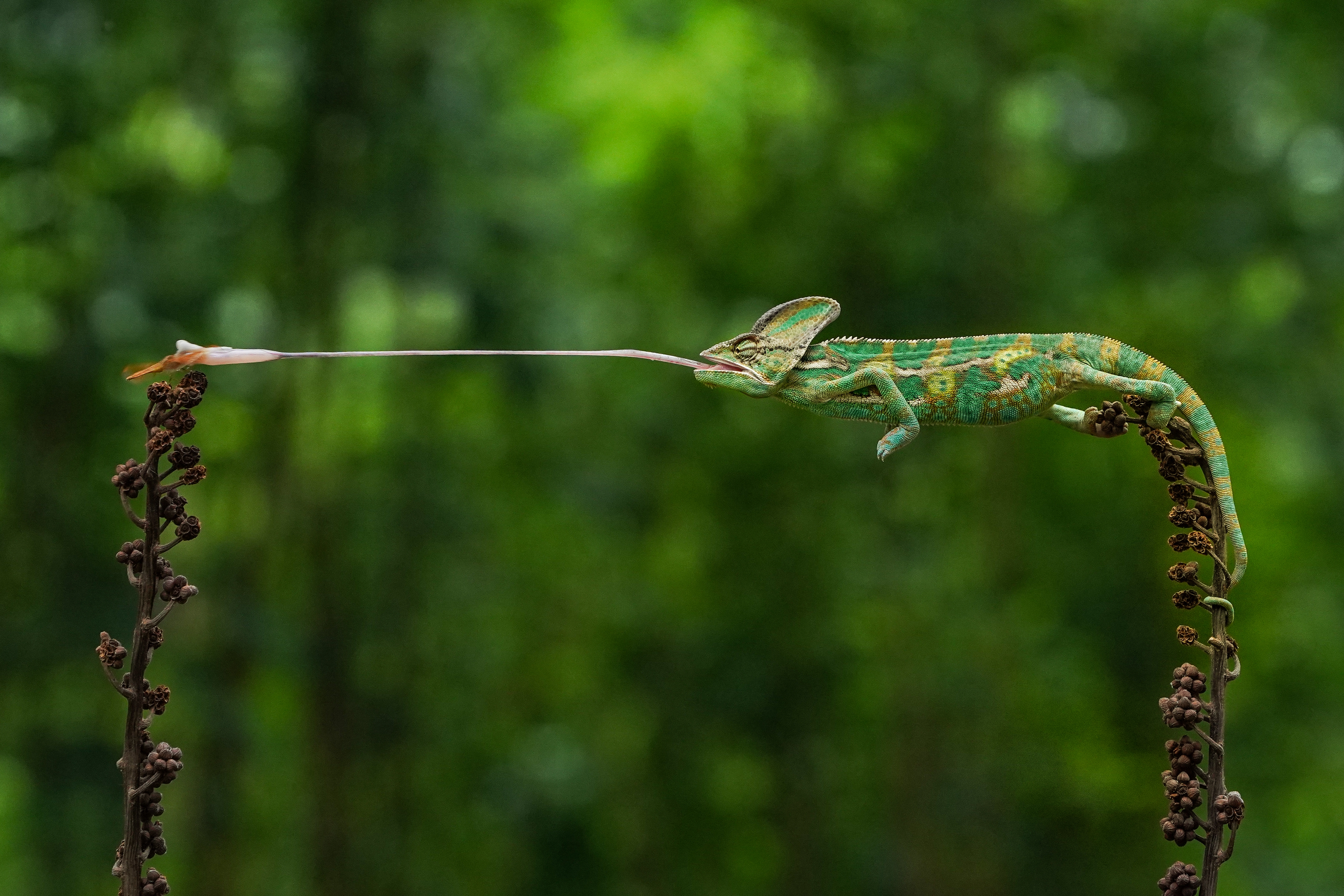 A chameleon catching a fly