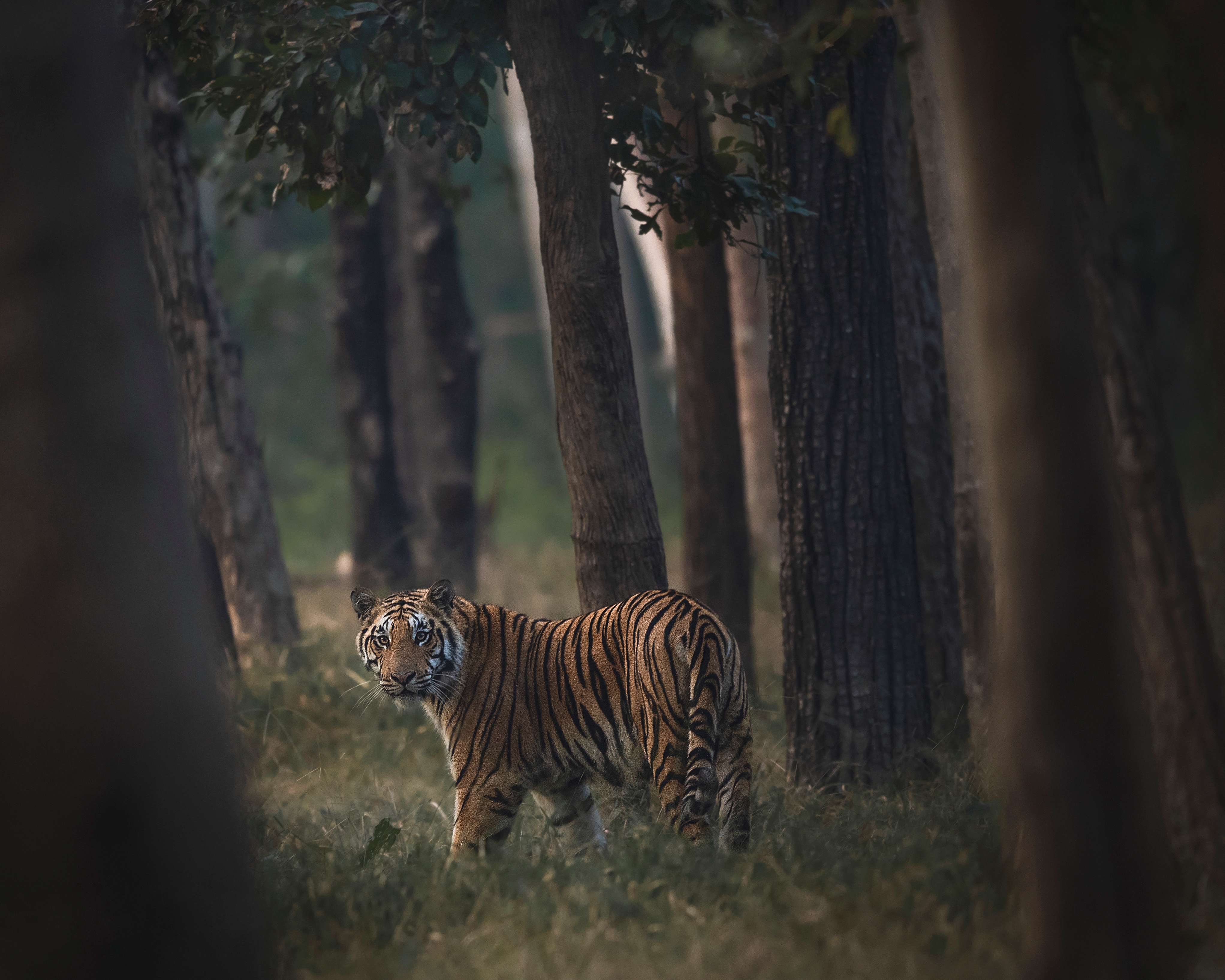 A tiger staring through the trees