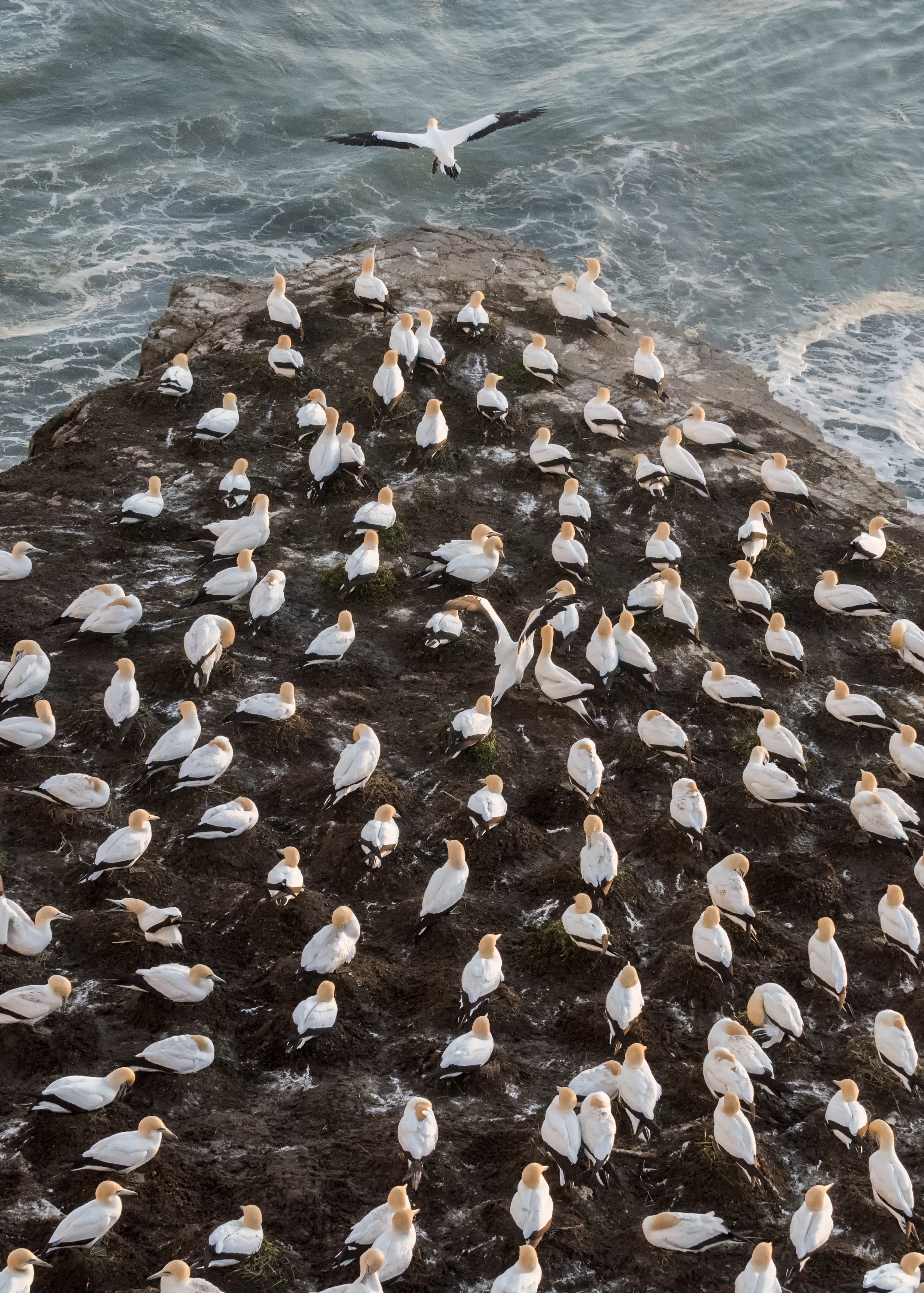 A single gannet flies away from the flock