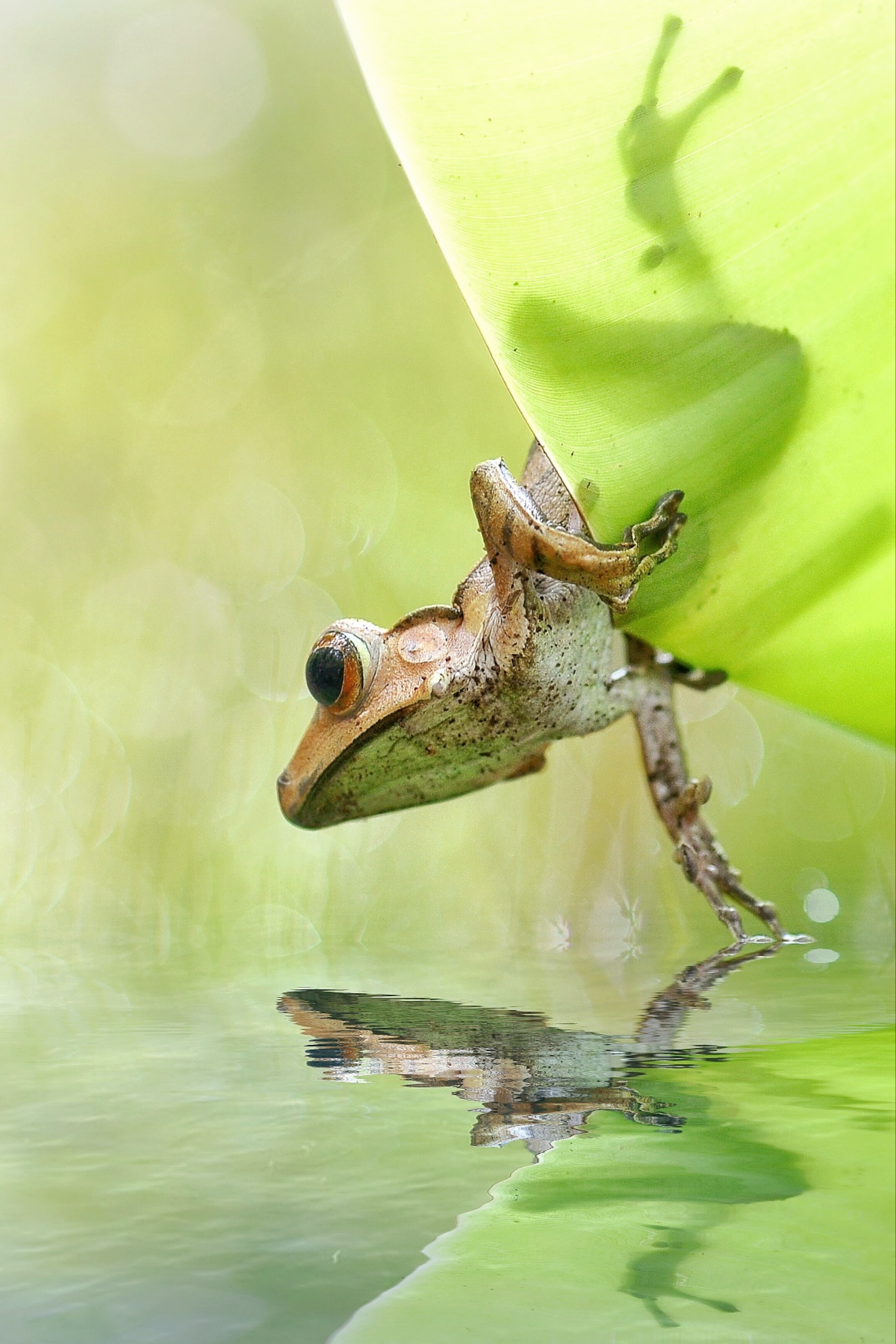 A frog halfway between leaf and water