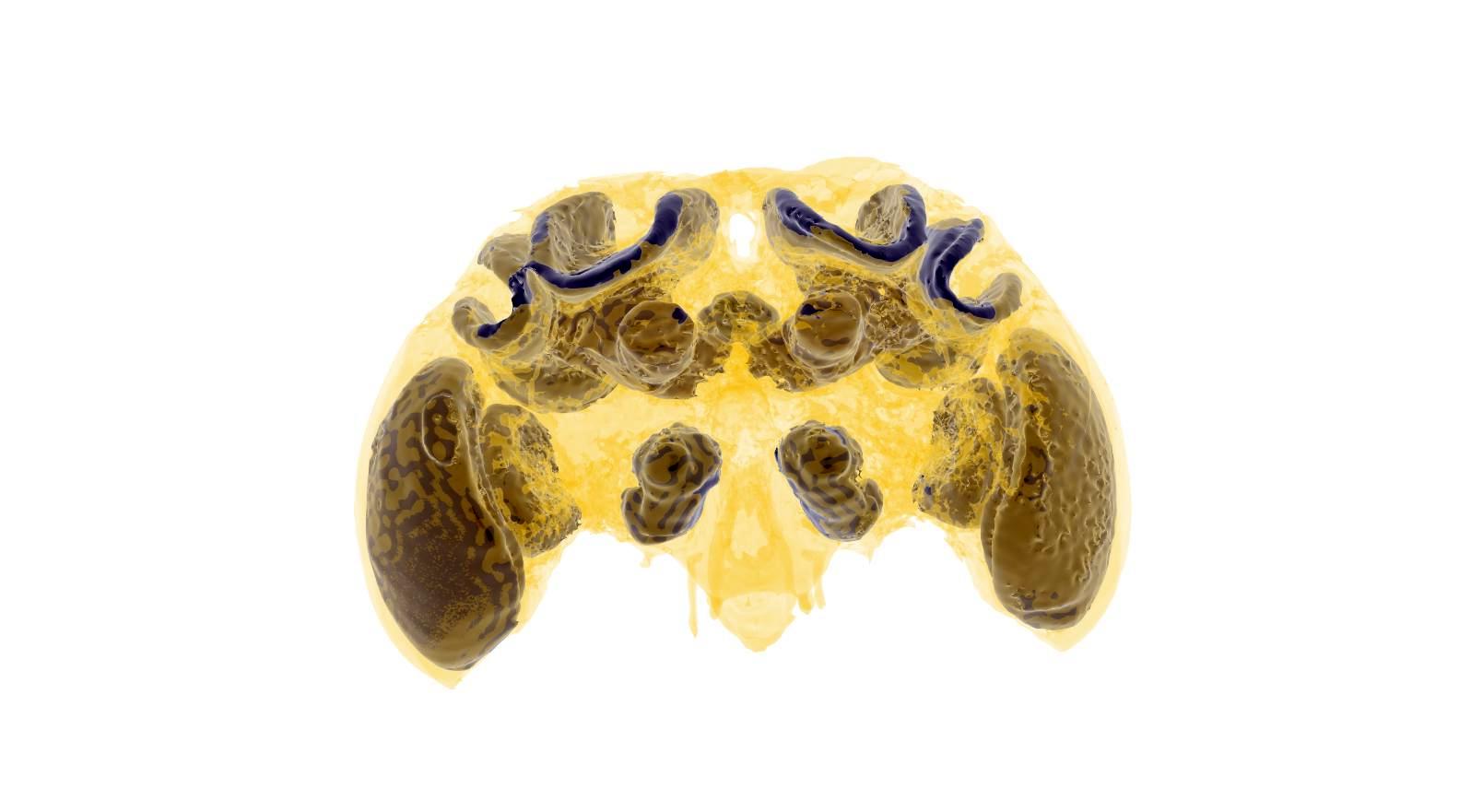 Brain scan of a bumblebee brain. Credit Dylan Smith, Imperial College London