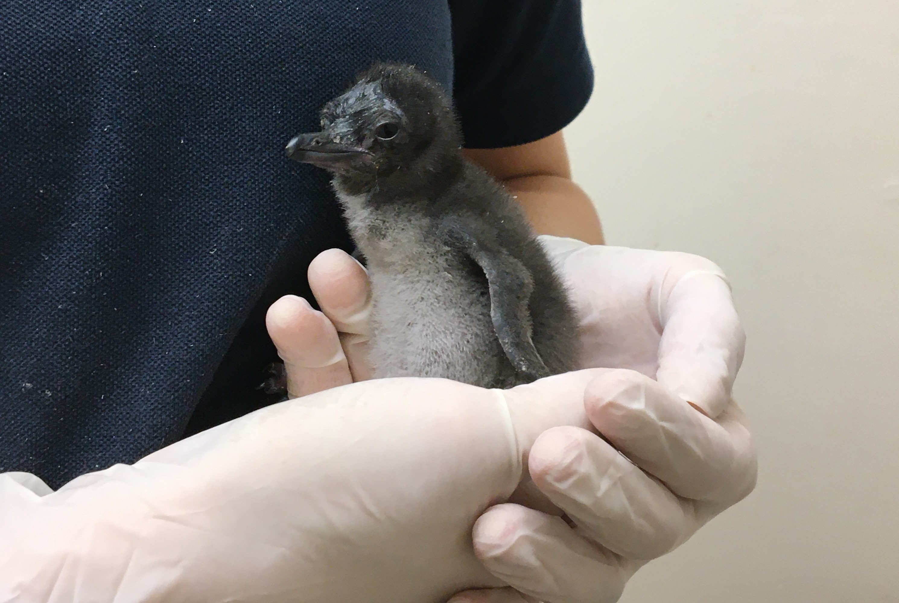 world-s-smallest-penguin-species-hatched-at-sea-life-centre-express