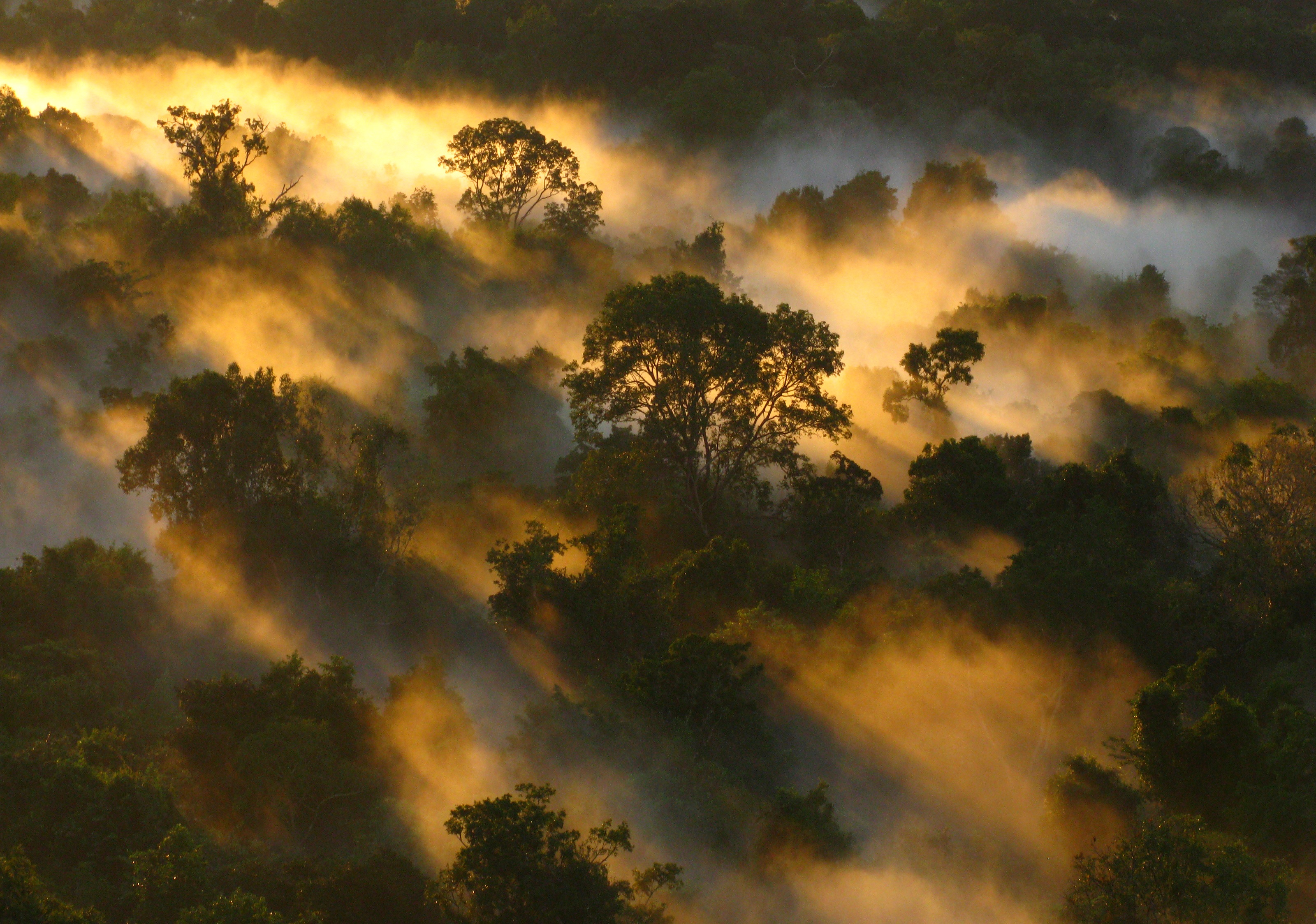 The study looked at Amazon forests such as this and African forests (Peter Vander Sleen/PA)