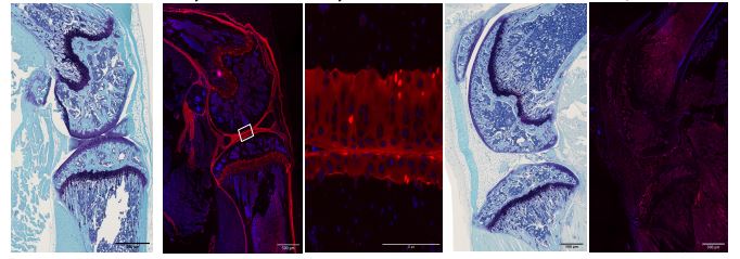 Joint cartilage of mice